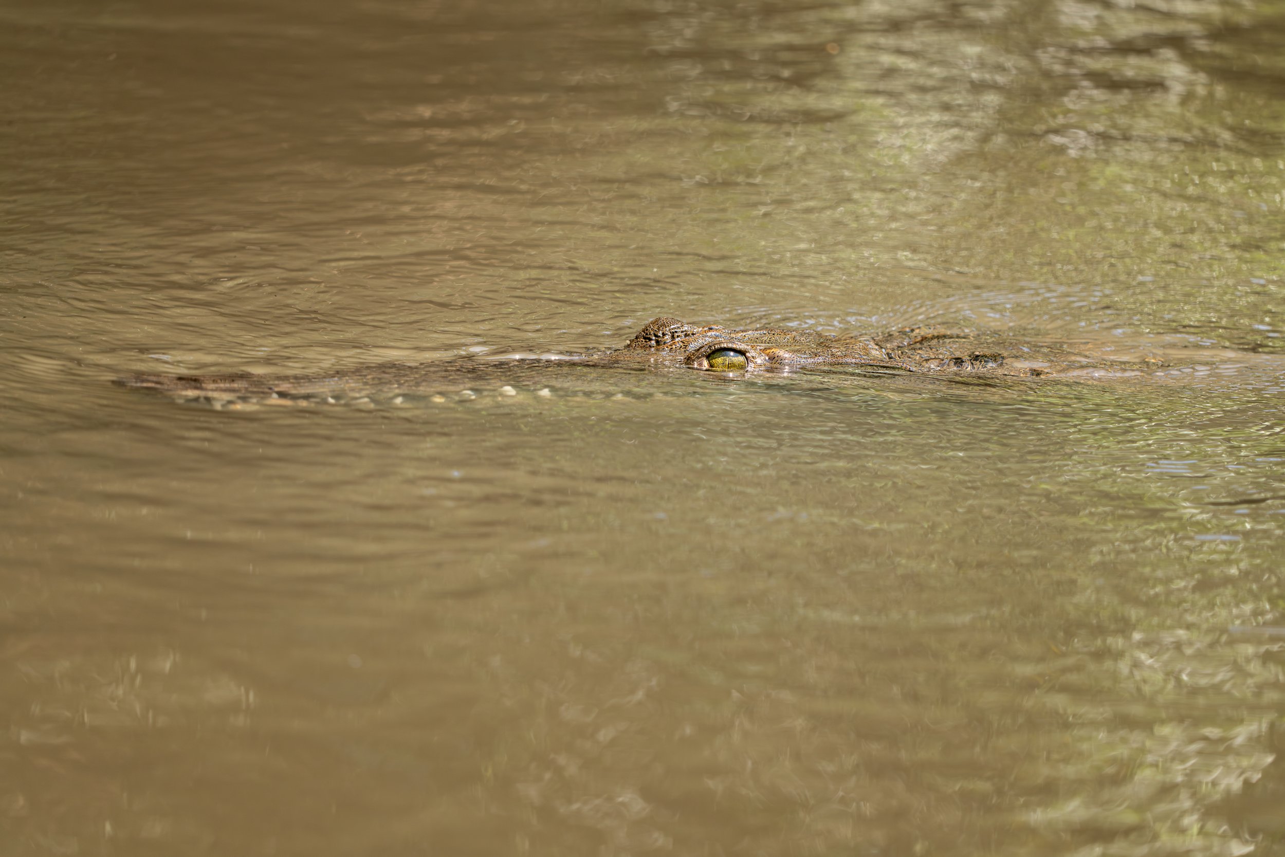 Beim Schwimmen liegen Augen und Nasenlöcher oberhalb der Wasseroberfläche, sodass das Tier fast vollständig verborgen bleiben kann.