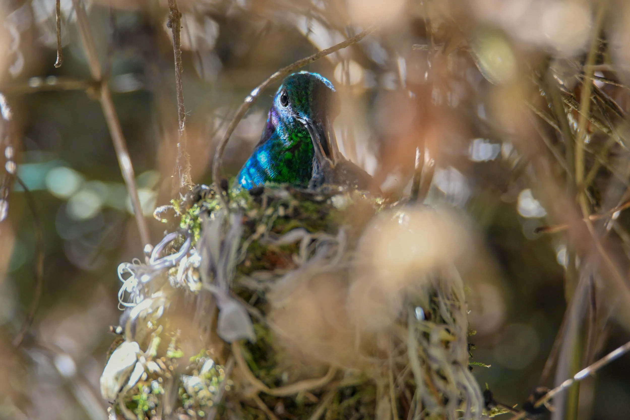 Er brütet in den kühlen Höhenlagen Mittelamerikas, wo das Weibchen das Nest allein bewacht und die Jungen versorgt.