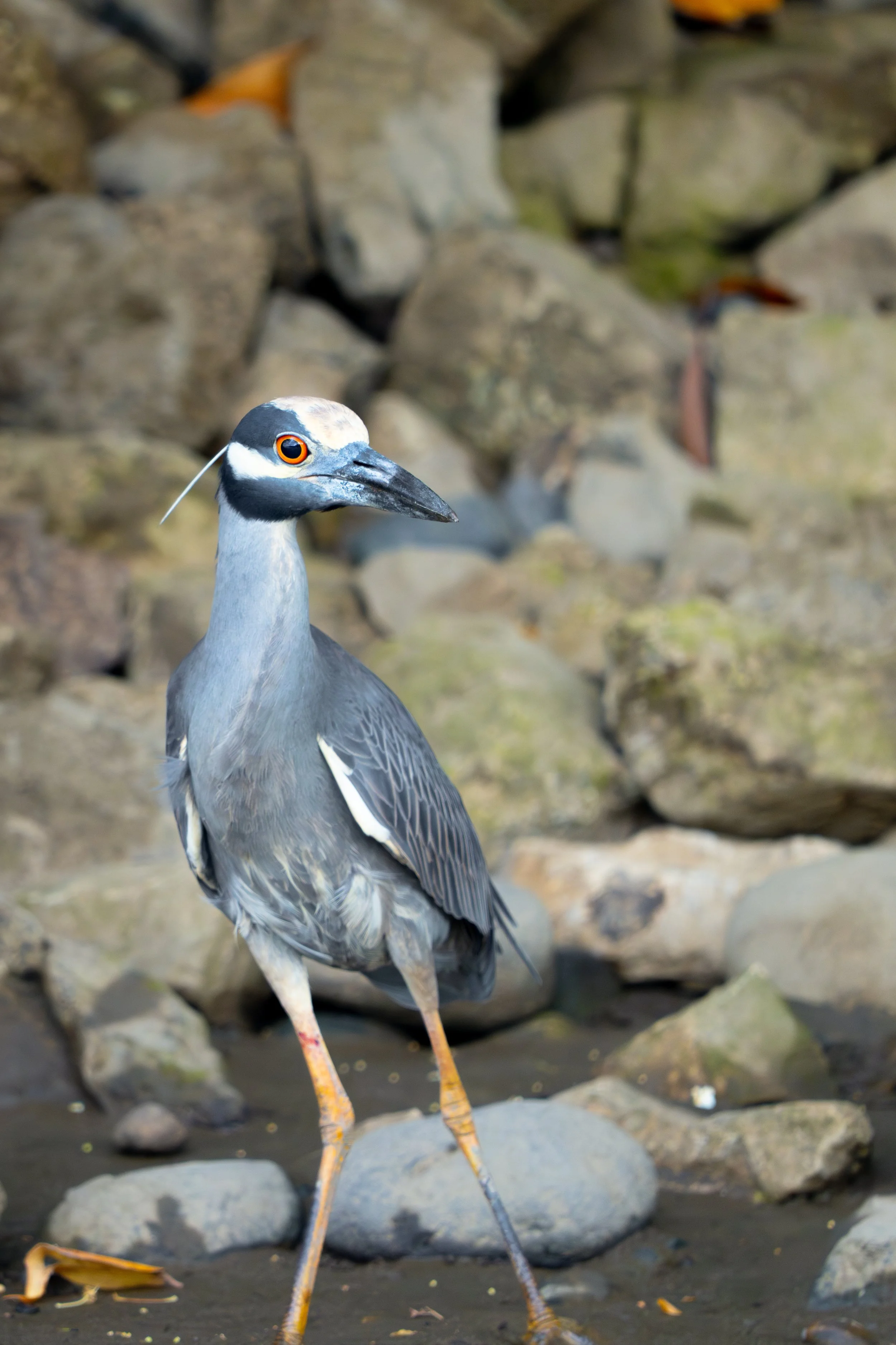Der Krabbenreiher ist ein schlanker Watvogel der tropischen Küsten- und Mangrovengebiete, der sich besonders auf die Jagd nach Krabben und anderen Kleintieren in flachem Wasser spezialisiert hat.