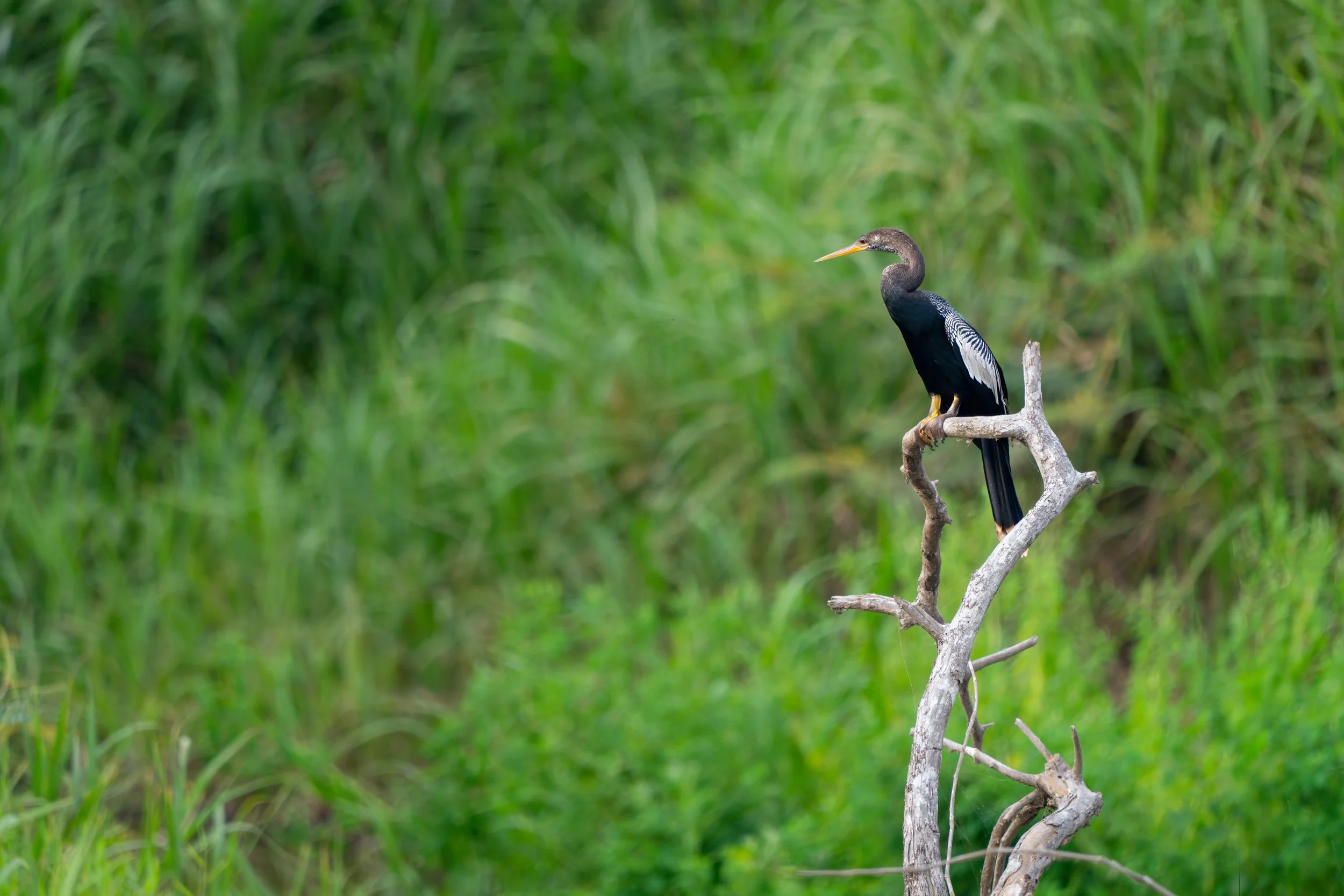 Der Schlangenhalsvogel ist ein geschickter Wasservogel, der seinen langen, schlanken Hals nutzt, um unter Wasser blitzschnell Fische zu erbeuten. Beim Schwimmen ragt oft nur der Hals aus dem Wasser, was ihm seinen Namen eingebracht hat.