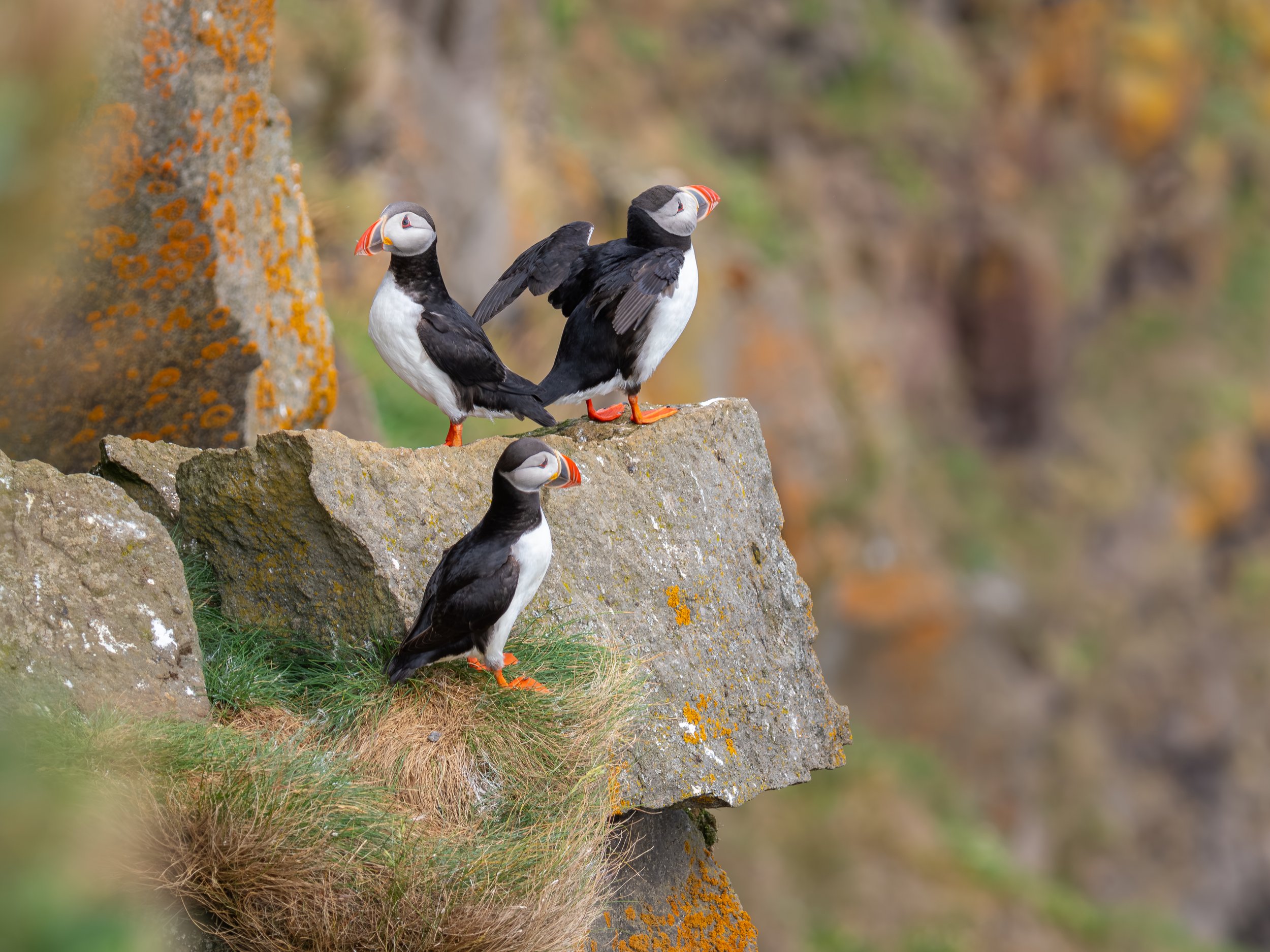 ...  um hier ihre Nester zu bauen ...