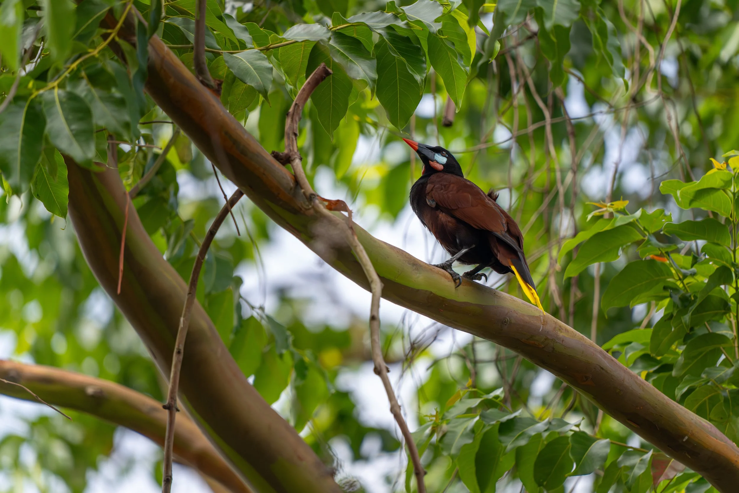 Der Montezuma-Oropendola ist ein auffälliger Vogel Mittelamerikas, bekannt für ihre hängenden Nester und ihre charakteristischen, gurgelnden Rufe.