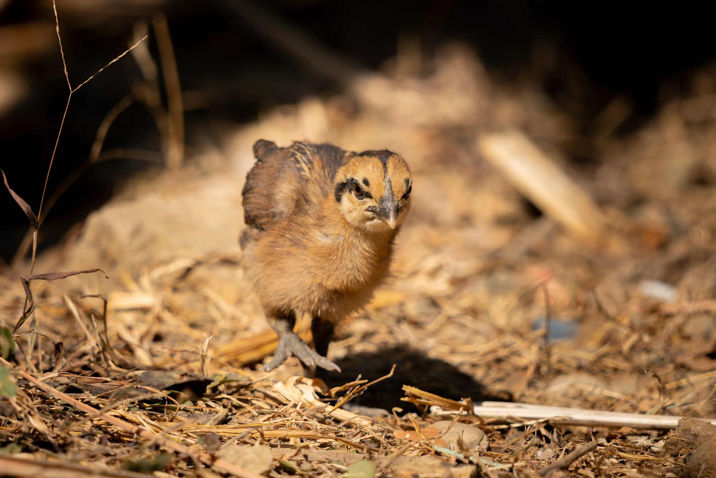 Viele Hmong-Gemeinschaften leben bis heute in Bergregionen und pflegen traditionelle Lebensweisen im engen Bezug zur Natur.