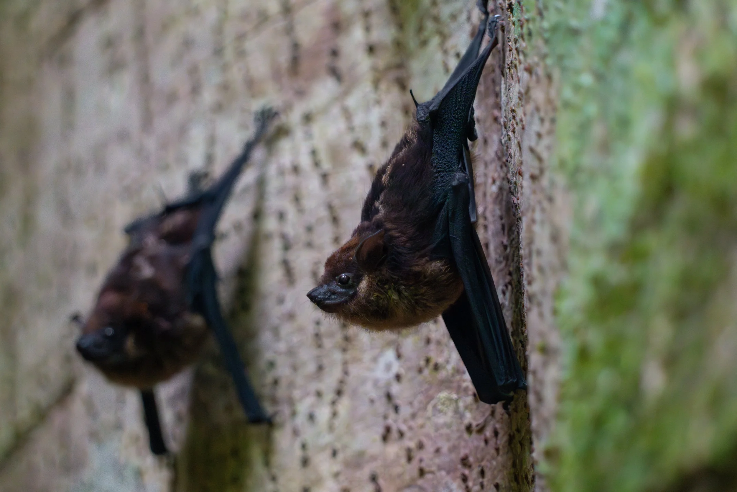 Die Große Sackfledermaus nutzt die Spalten und Strukturen von Brettwurzelbäumen als geschützte Schlafplätze und profitiert dabei von der stabilen, höhlenartigen Architektur der Wurzeln im tropischen Regenwald.