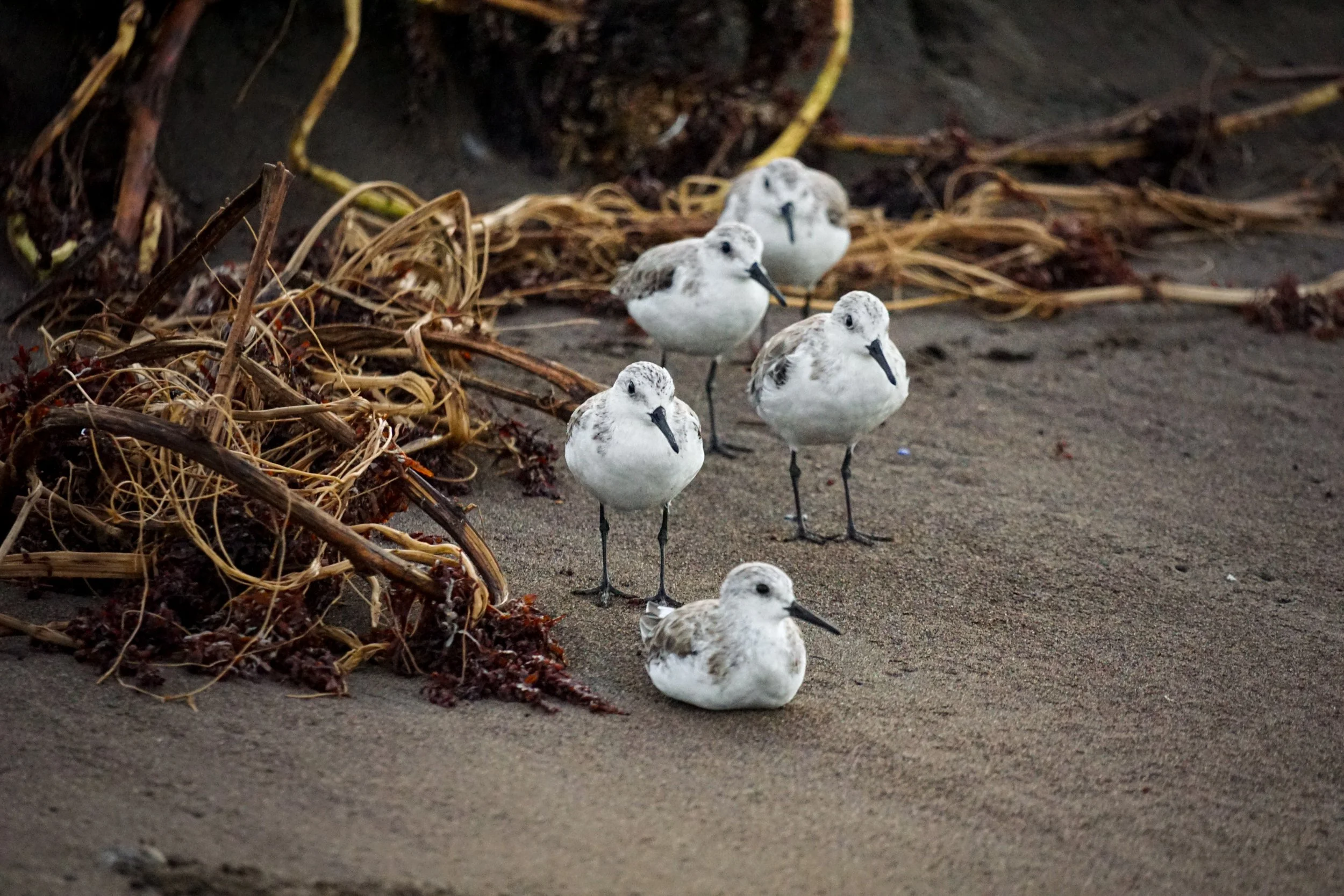 Sanderlinge sind kleine Watvögel, die in Gruppen am Strand hektisch den Wellen hinterherlaufen um im nassen Sand nach Kleintieren suchen.