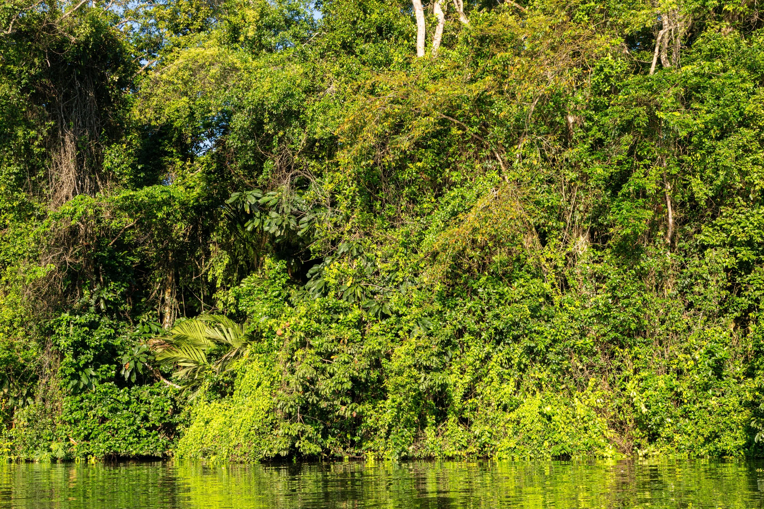 Vom Boot aus wirkt der Regenwald von Tortuguero wie eine dichte grüne Wand, die direkt aus dem Wasser aufsteigt und kaum Durchblicke ins Innere zulässt.
