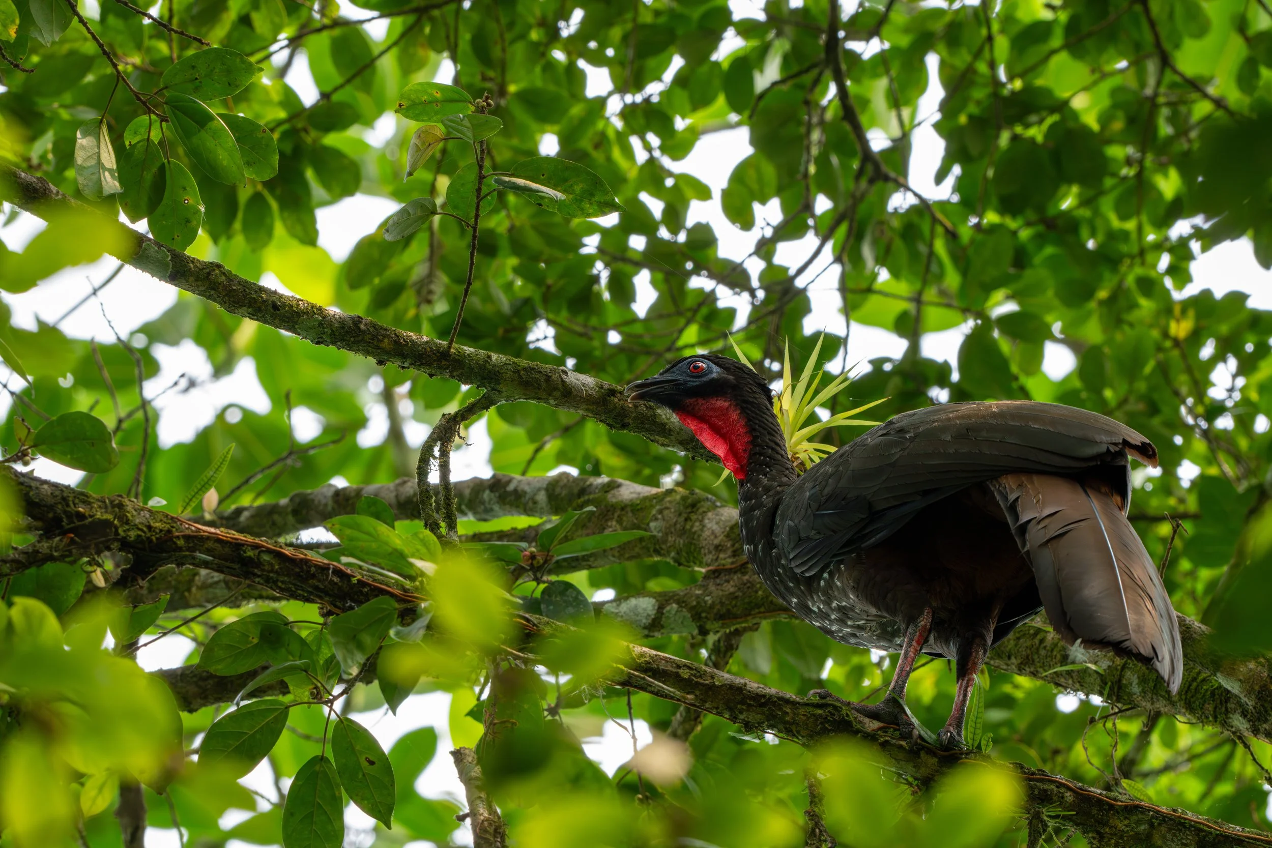 Der Rostbauchguan ist ein großer, baumbewohnender Hühnervogel Mittelamerikas, der vor allem in den frühen Morgenstunden aktiv ist und sich dabei durch seine lauten Rufe im Wald bemerkbar macht.