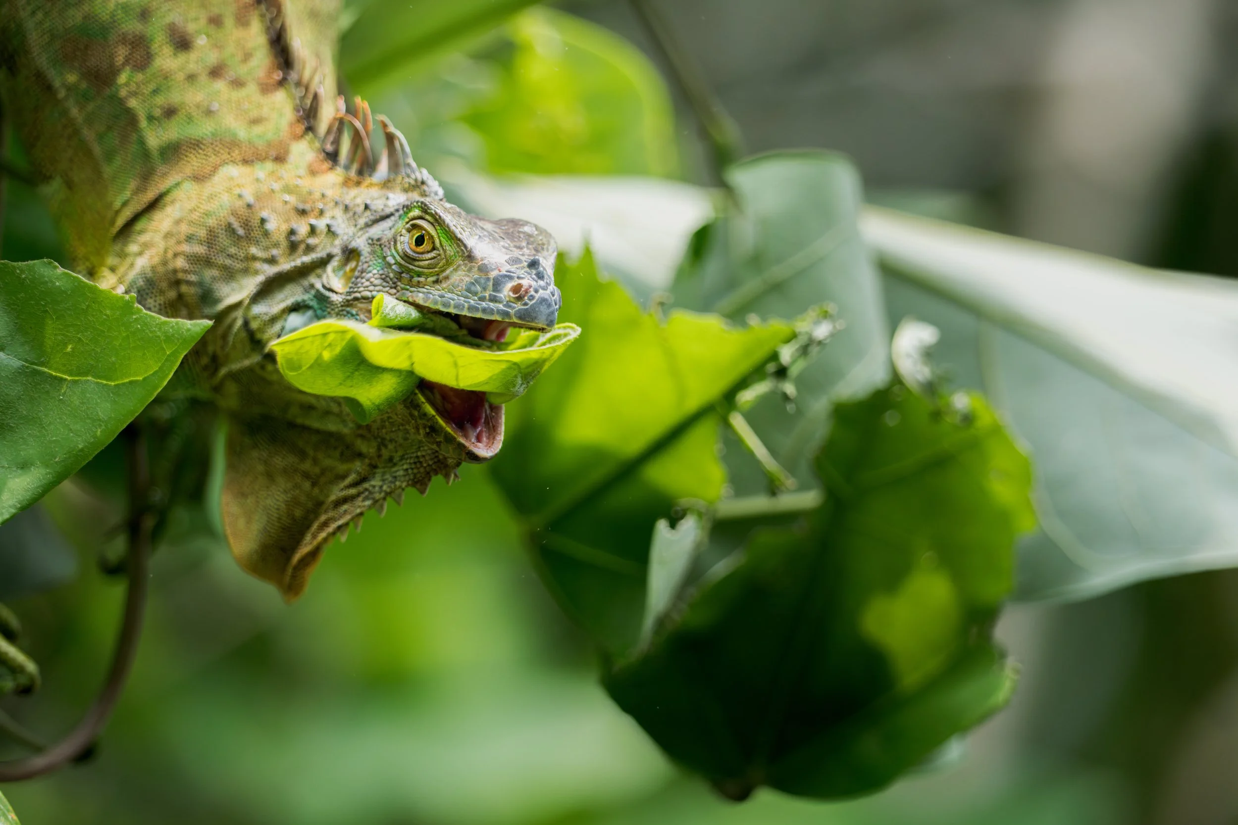 Der Grüne Leguan ist ein reiner Pflanzenfresser und ernährt sich vor allem von Blättern, Blüten und jungen Trieben.