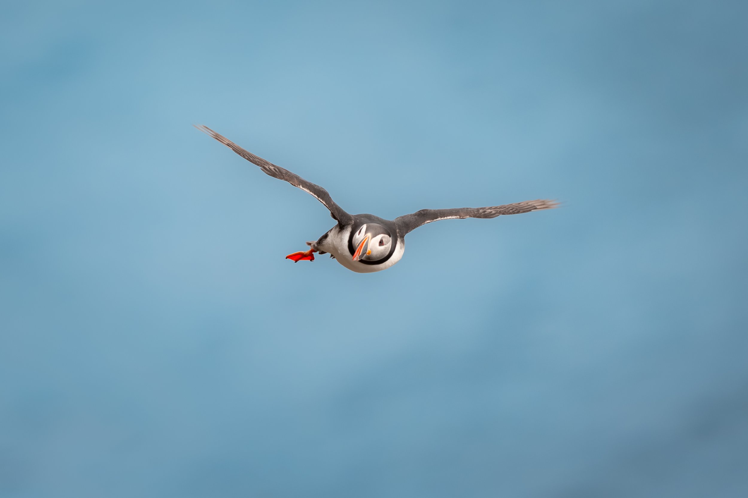 Beim Flug sieht er aus diesem Grund meist etwas tollpatschig aus.