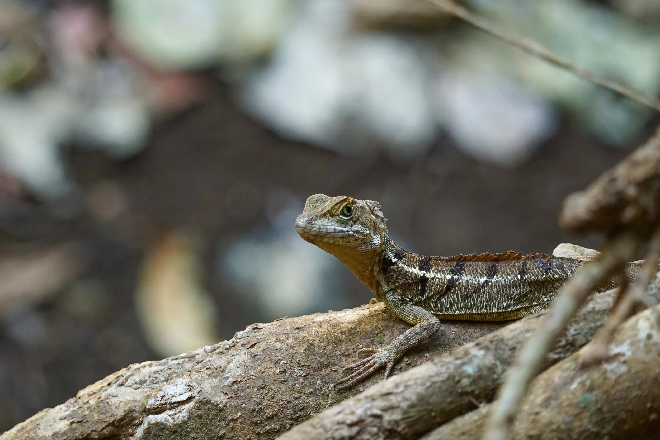Der Basilisk ist eine auffällige Echse Mittelamerikas, die an Ufern lebt und sich bei Gefahr auf den Hinterbeinen über Wasser „rennend“ fortbewegen kann. Dieses Verhalten hat ihm den Spitznamen „Jesus-Echse“ eingebracht.