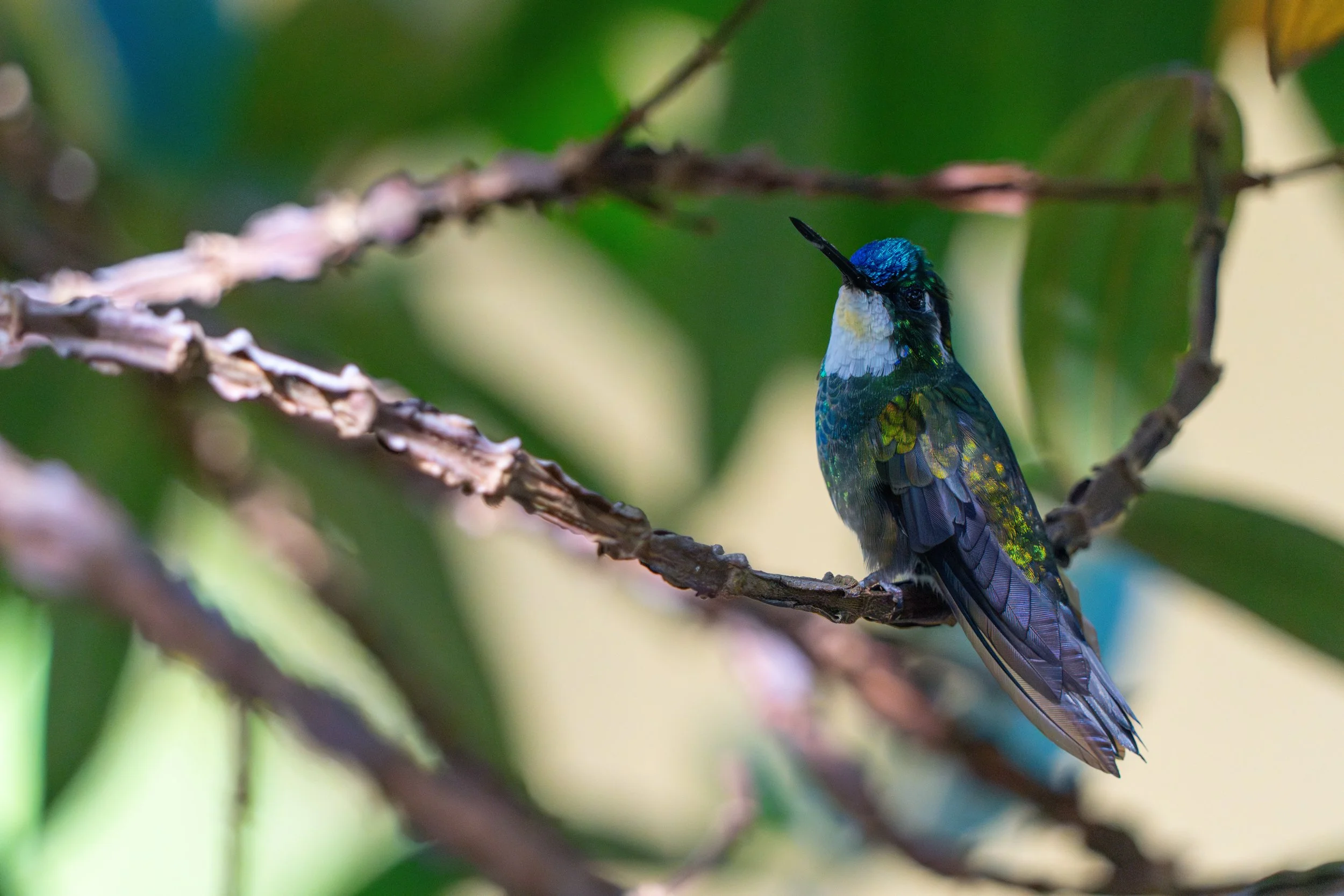 Die Weißkehlnymphe ist ein kleiner Kolibri, der durch seine schnelle, schwebende Flugweise und sein schillerndes Gefieder auffällt.