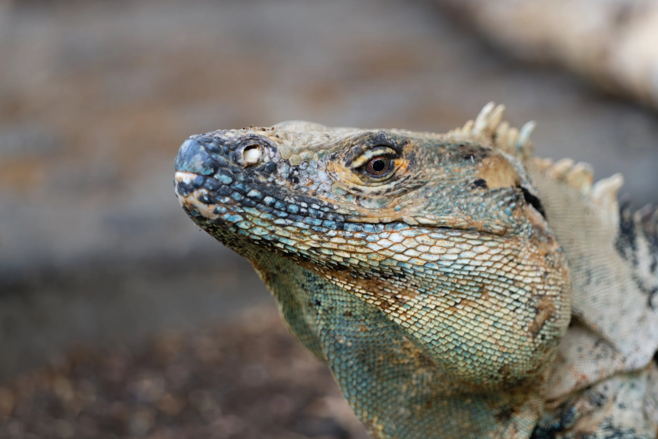 Der schwarze Leguan ist eine große, kräftig gebaute Echse Mittelamerikas, die meist in trockenen, felsigen oder halbtrockenen Küstenregionen lebt. Seine dunkle Färbung hilft ihm, sich schnell aufzuwärmen und in der Umgebung zu tarnen.