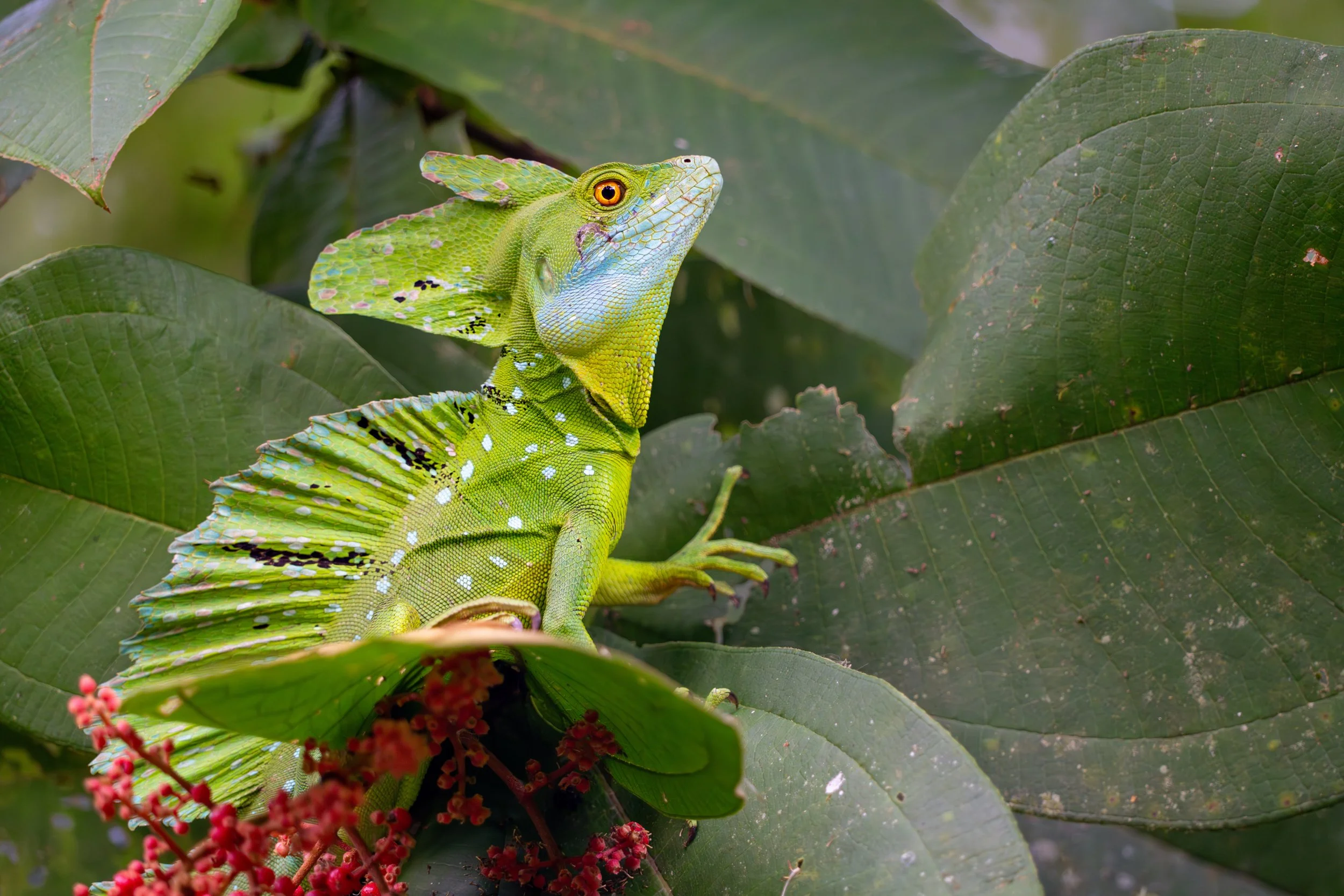 Der Stirnlappenbasilisk besitzt eine auffällige Hautstruktur am Kopf, die bei Männchen stärker ausgeprägt ist und vermutlich bei der Kommunikation im Revier eine Rolle spielt.