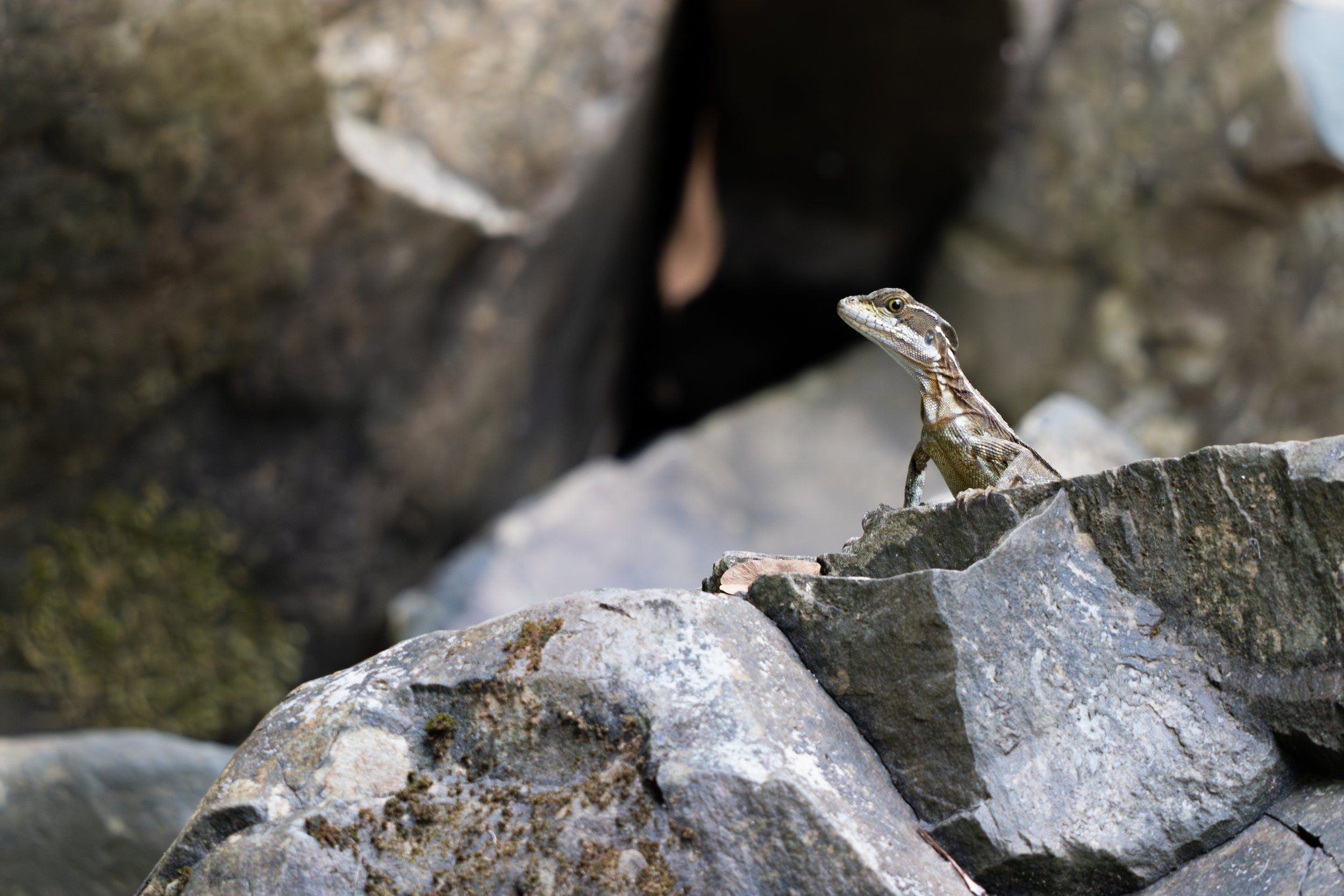 Der Streifenbasilisk kann seinen Schwanz bei Gefahr abwerfen (Autotomie), um Räuber abzulenken und zu entkommen.