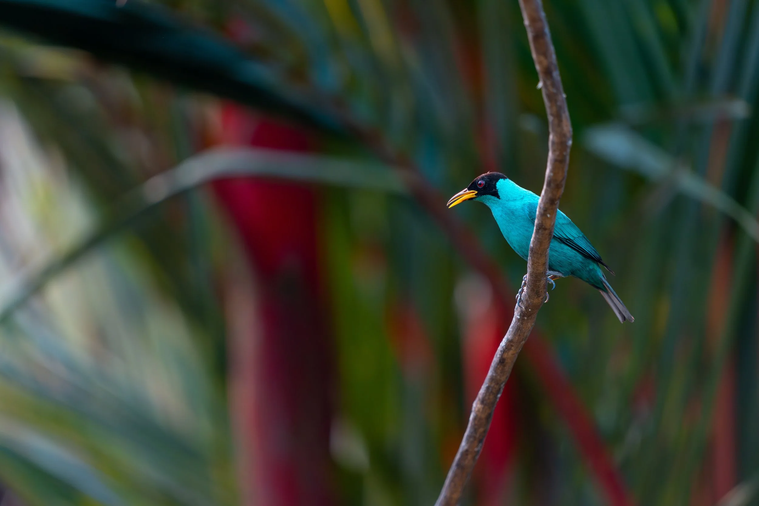 Trotz seiner Nähe zu Kolibris gehört der Kappennaschvogel zu einer eigenen Vogelgruppe und bewegt sich meist kletternd statt schwebend durch die Vegetation.
