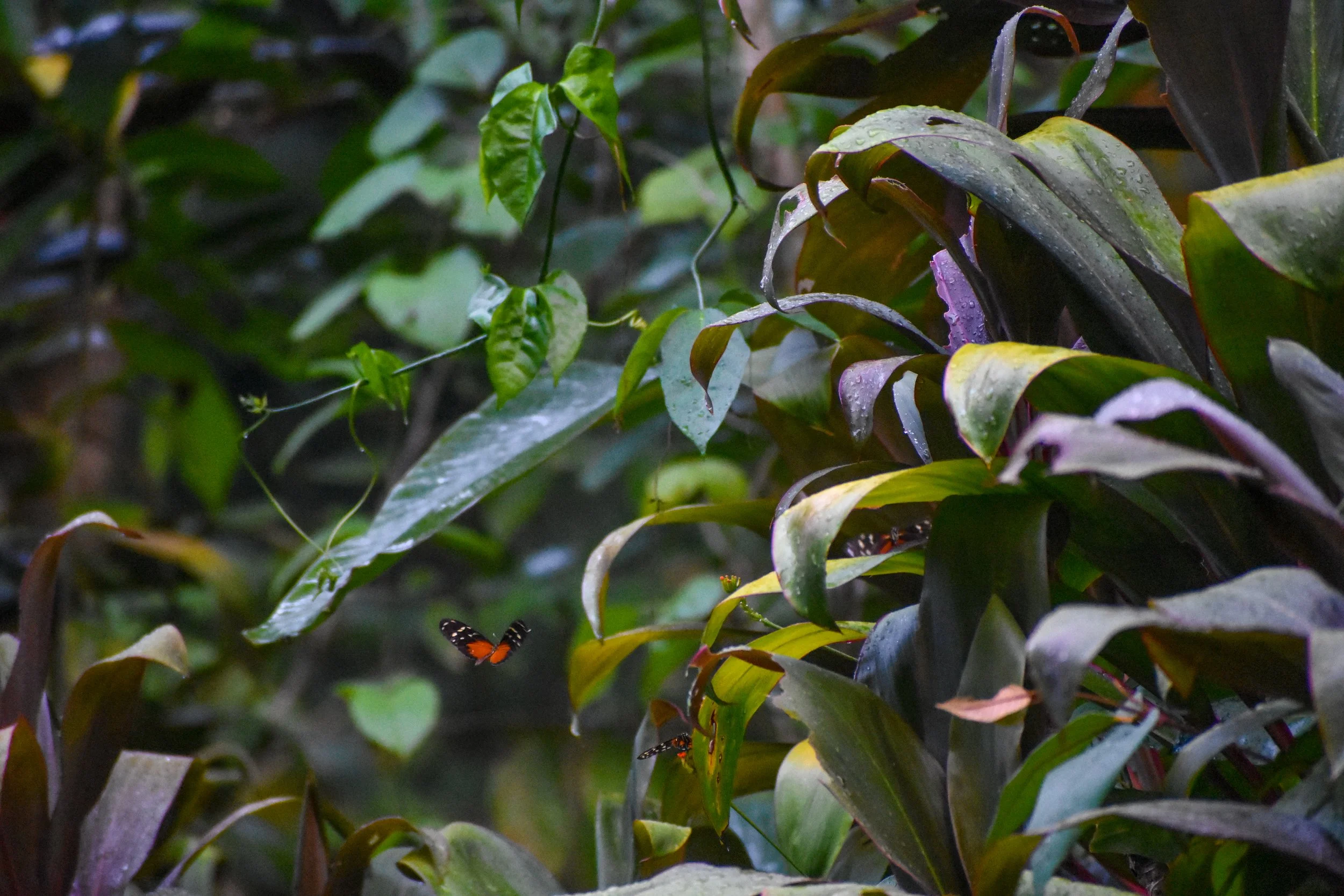 Die Region zählt zu den artenreichsten Gebieten Mittelamerikas und beherbergt zahlreiche endemische Tier- und Pflanzenarten.