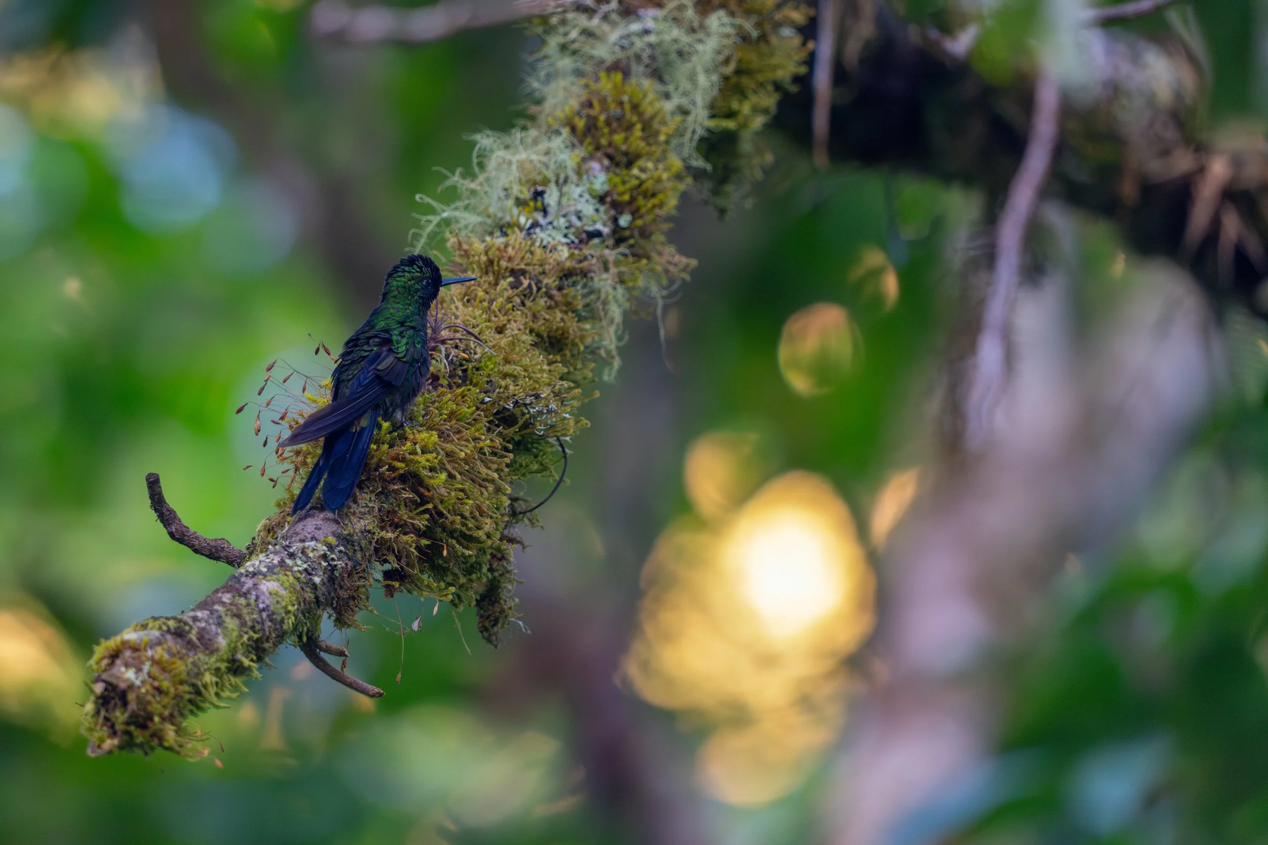 Der Grünstirn-Brillantkolibri fällt durch seine leuchtend grüne Stirn und das metallisch schimmernde Gefieder auf, das je nach Lichteinfall intensiv glänzt. Mit seiner schnellen, präzisen Flugweise wirkt er im Flug fast wie ein schwebender Lichtpunkt