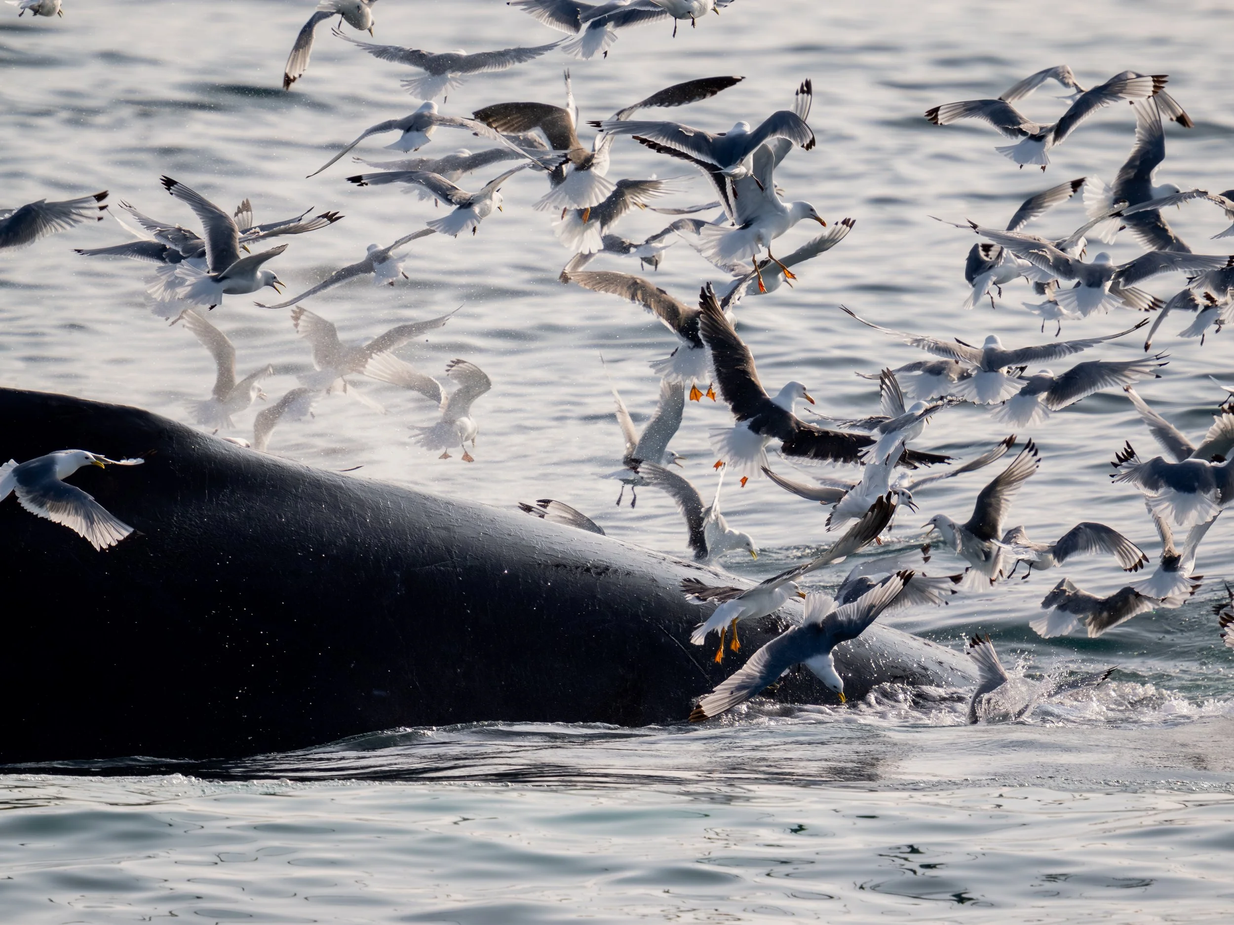 Neben dem mächtigen Buckelwal begleiten oft Schwärme von Seevögeln das Tier, die die Jagd nach Krill und kleinen Fischen aus der Luft beobachten und versuchen sich ihren Anteil zu erbeuten.