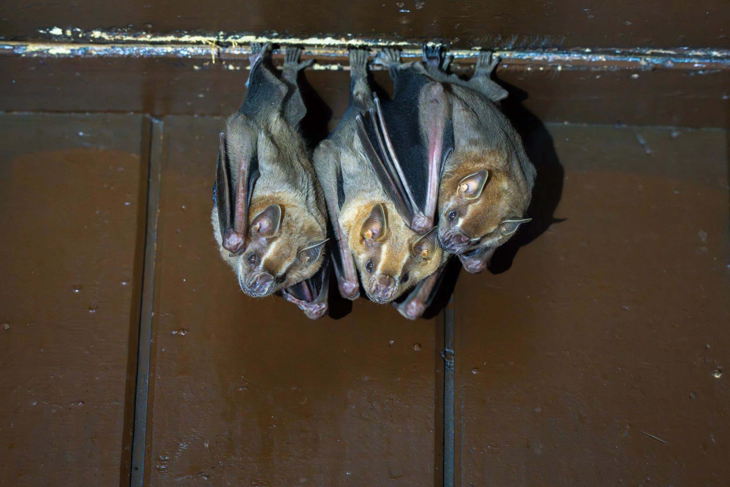 Die Jamaika-Fruchtfledermaus kommt in großen Teilen Mittelamerikas vor und ernährt sich hauptsächlich von Früchten, die sie mit den Zähnen öffnet und ausfrisst.