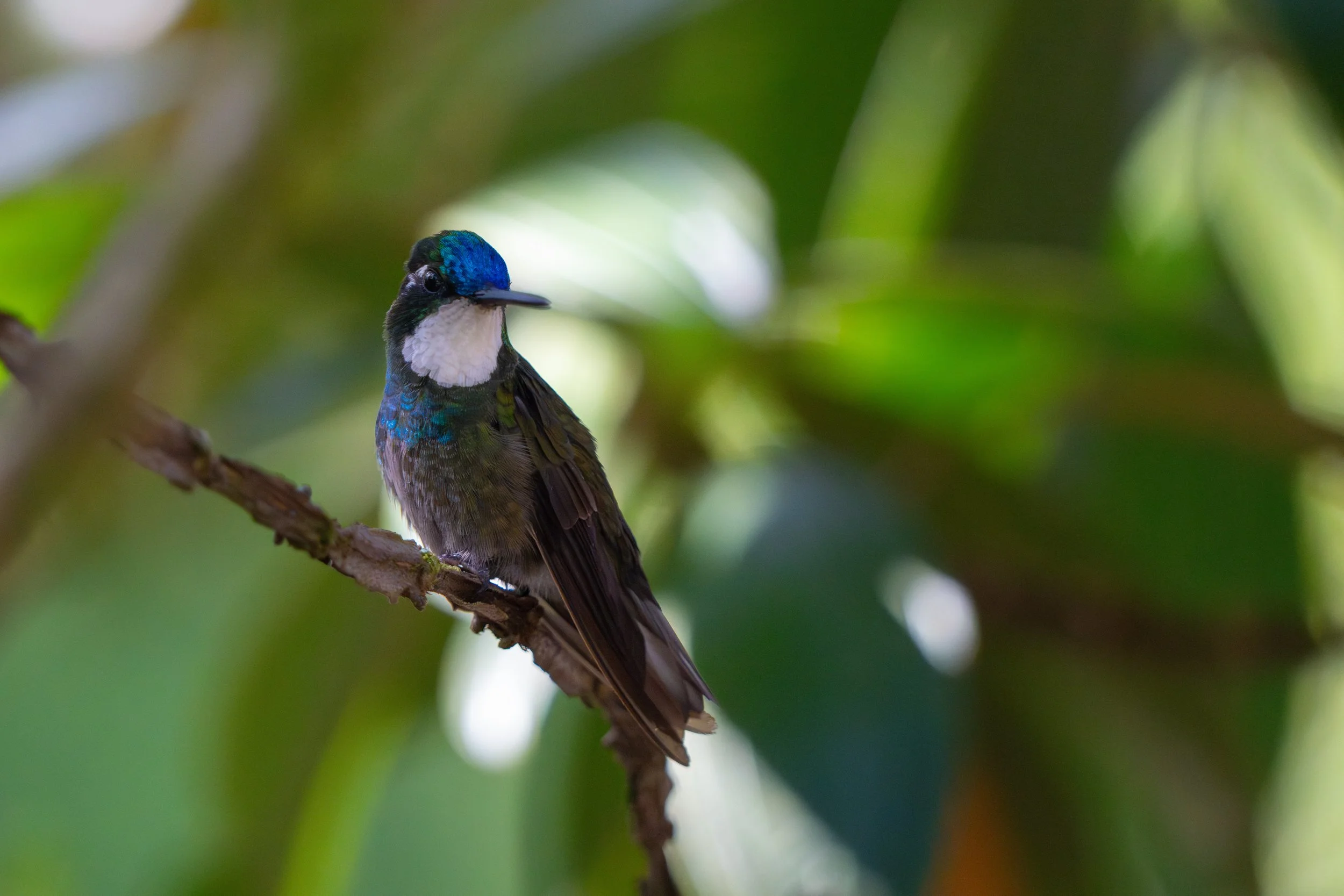 Sie kommt vor allem in blütenreichen Waldrändern und Gärten vor und ist dort häufig in schneller Bewegung zwischen den Pflanzen zu beobachten.