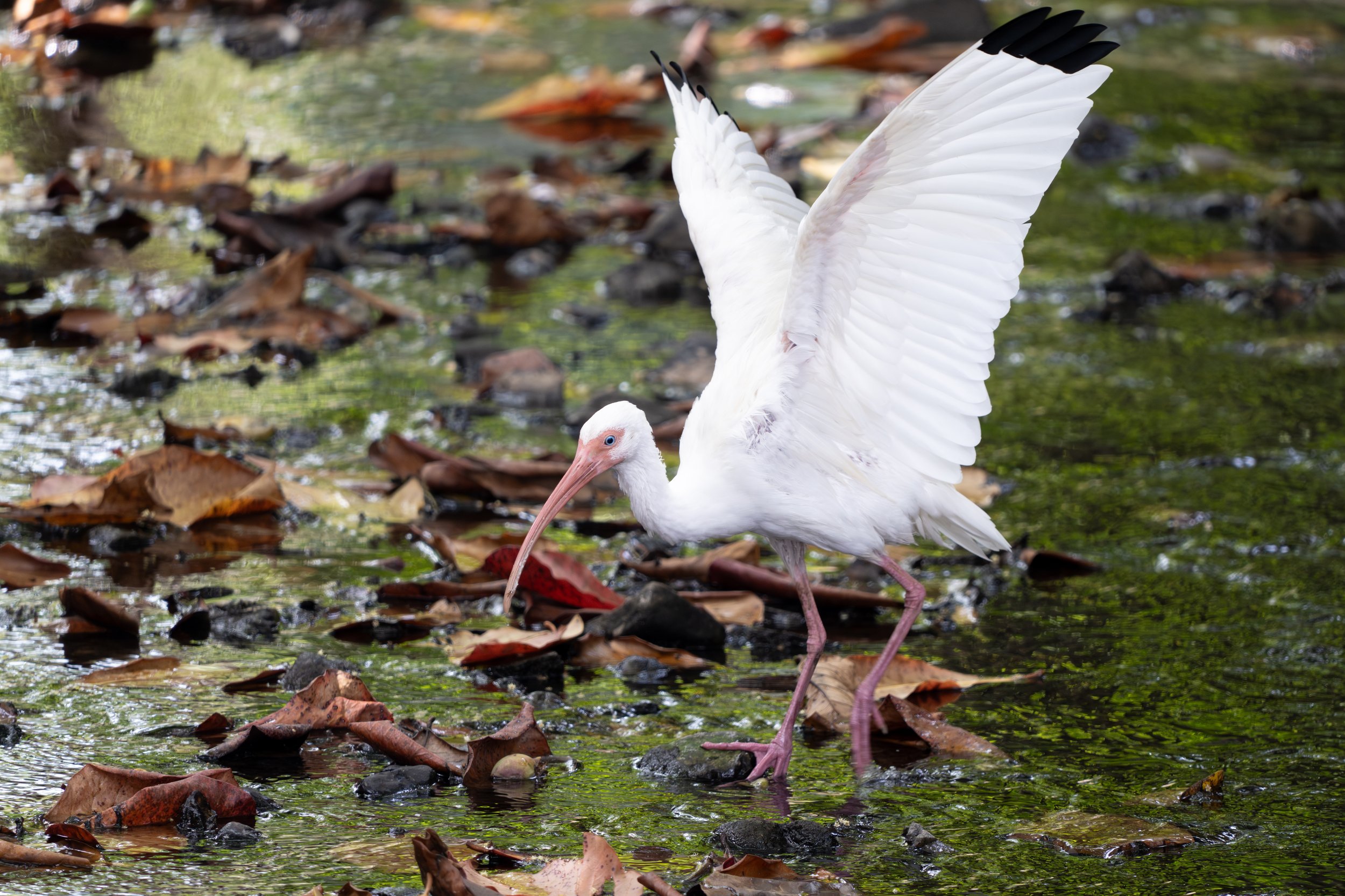Der Schneesichler. auch weißer Ibis genannt, ist ein Watvogel, der mit seinem langen, gebogenen Schnabel im flachen Wasser nach kleinen Wirbellosen und anderen Beutetieren sucht.