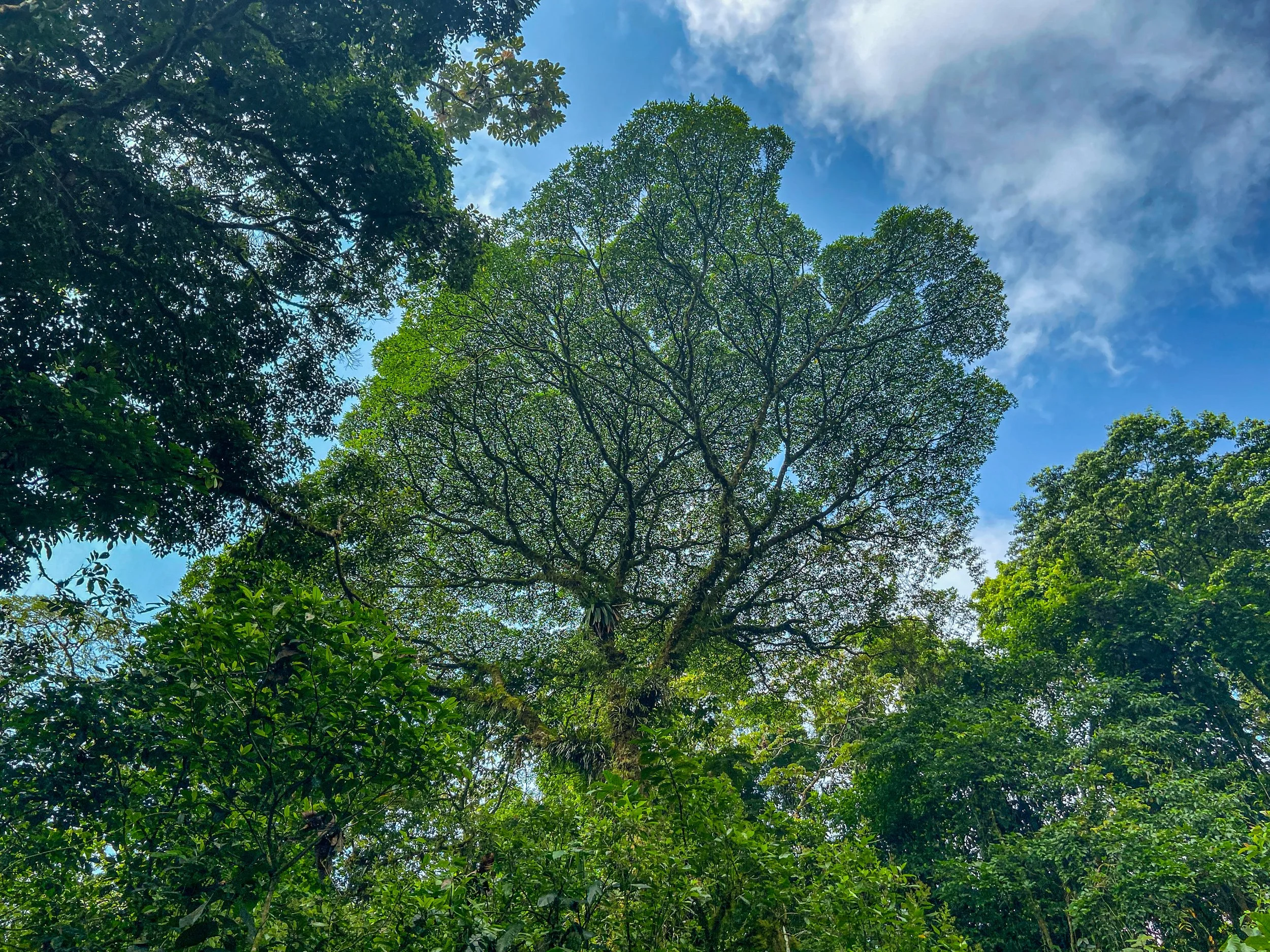 Der Kapokbaum bildet eine weit ausladende, verzweigte Krone, die im Regenwald das Kronendach stark strukturiert und vielen Tierarten als Lebensraum dient. Dieser Baum wird auf mindestens 400 Jahre geschätzt.
