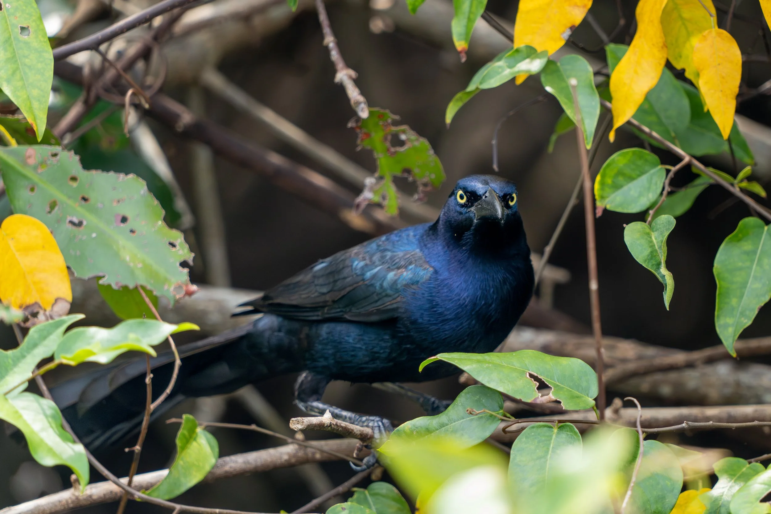 Die Großschwanzgrackel ist ein auffälliger Singvogel Nord- und Mittelamerikas, der durch seinen langen Schwanz und das schimmernd dunkle Gefieder geprägt ist. Sie ist sehr anpassungsfähig und oft in offenen Landschaften sowie in der Nähe des Menschen