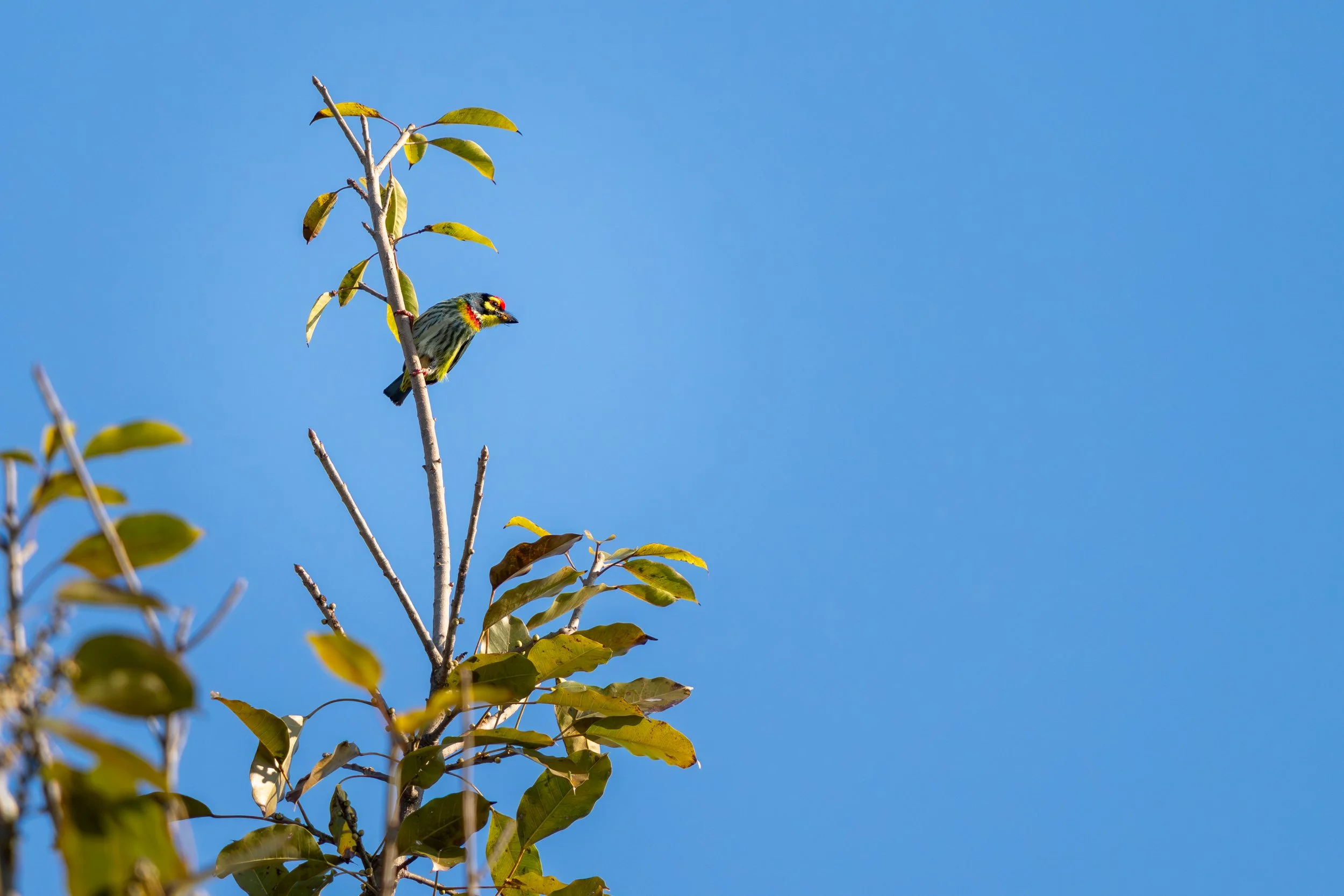 Der Eisenschmiedbartvogel fällt durch seinen markanten, kräftigen Schnabel auf, mit dem er Insekten und kleine Früchte geschickt aus Rinde und Geäst herauspickt. Er ist ein typischer Bewohner der Wälder und zeigt, wie spezialisierte Anpassungen das Ü