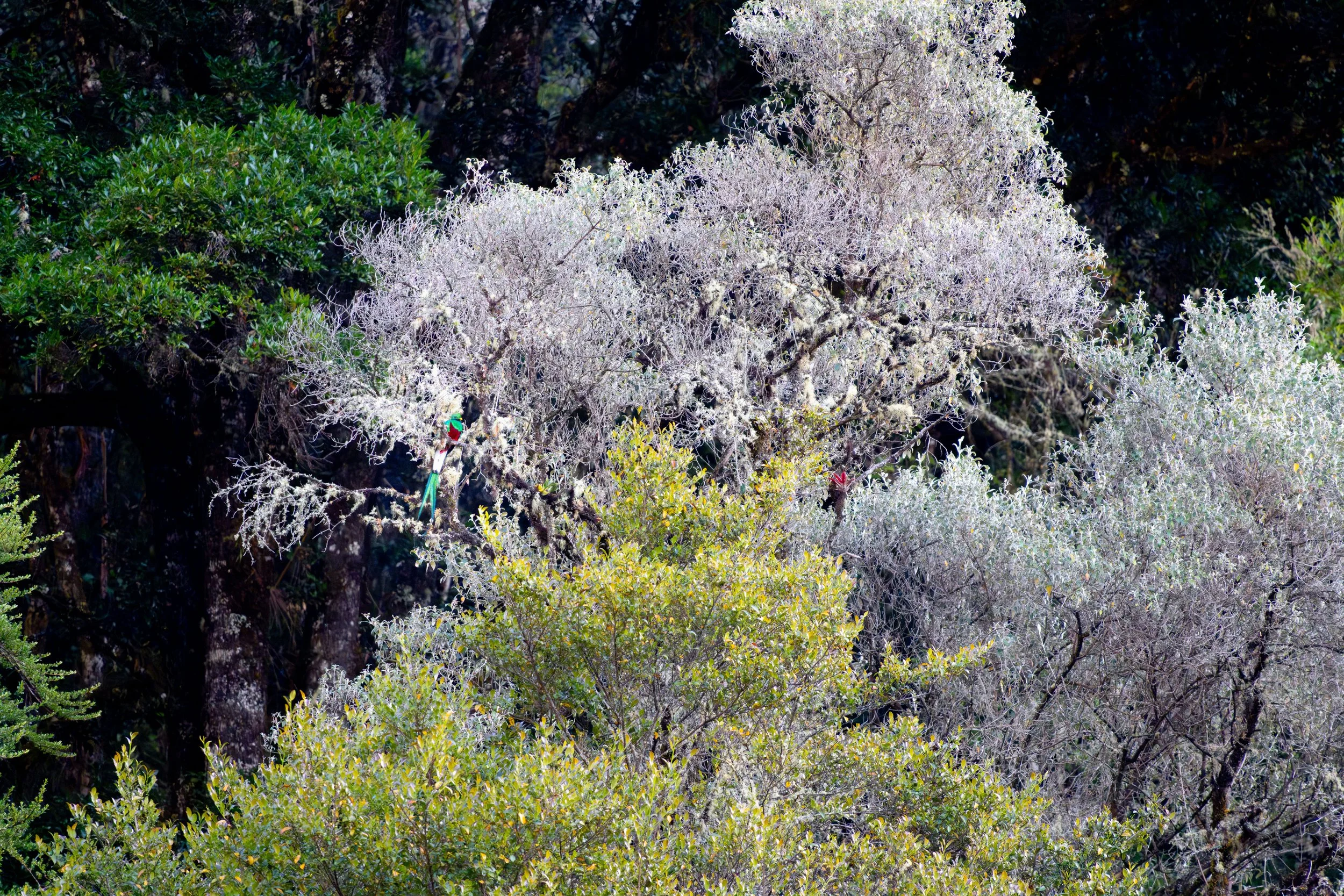 Der Quetzal gilt als einer der bekanntesten Vögel Mittelamerikas und ist ein Symbol für Freiheit und die artenreichen Nebelwälder seiner Heimat.