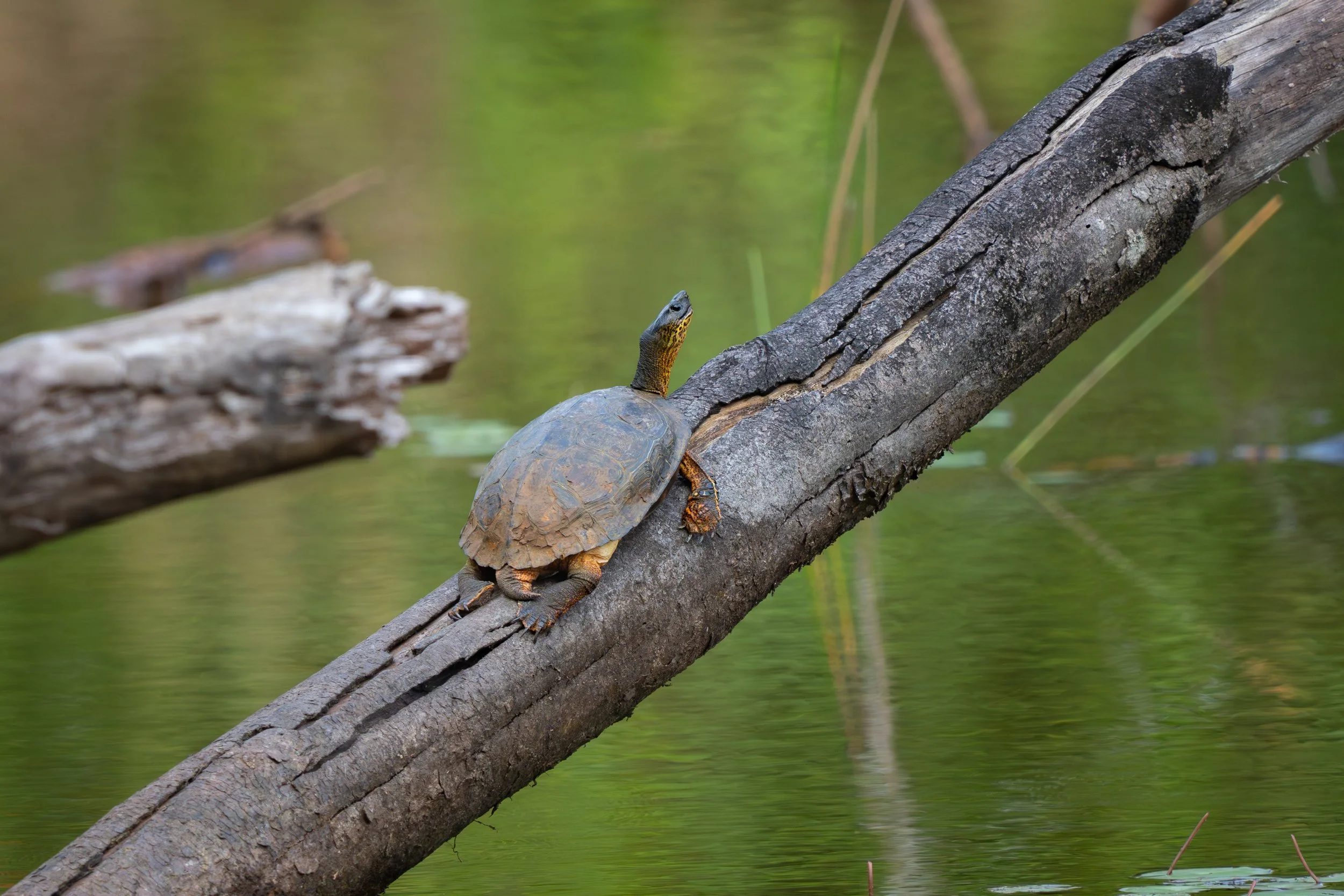 Die Amerikanische Erdschildkröte ist eine an Land lebende Schildkrötenart, die jedoch auch regelmäßig in flachen Gewässern oder wasserreichen Lebensräumen anzutreffen ist und dort Schutz sowie Nahrung sucht.