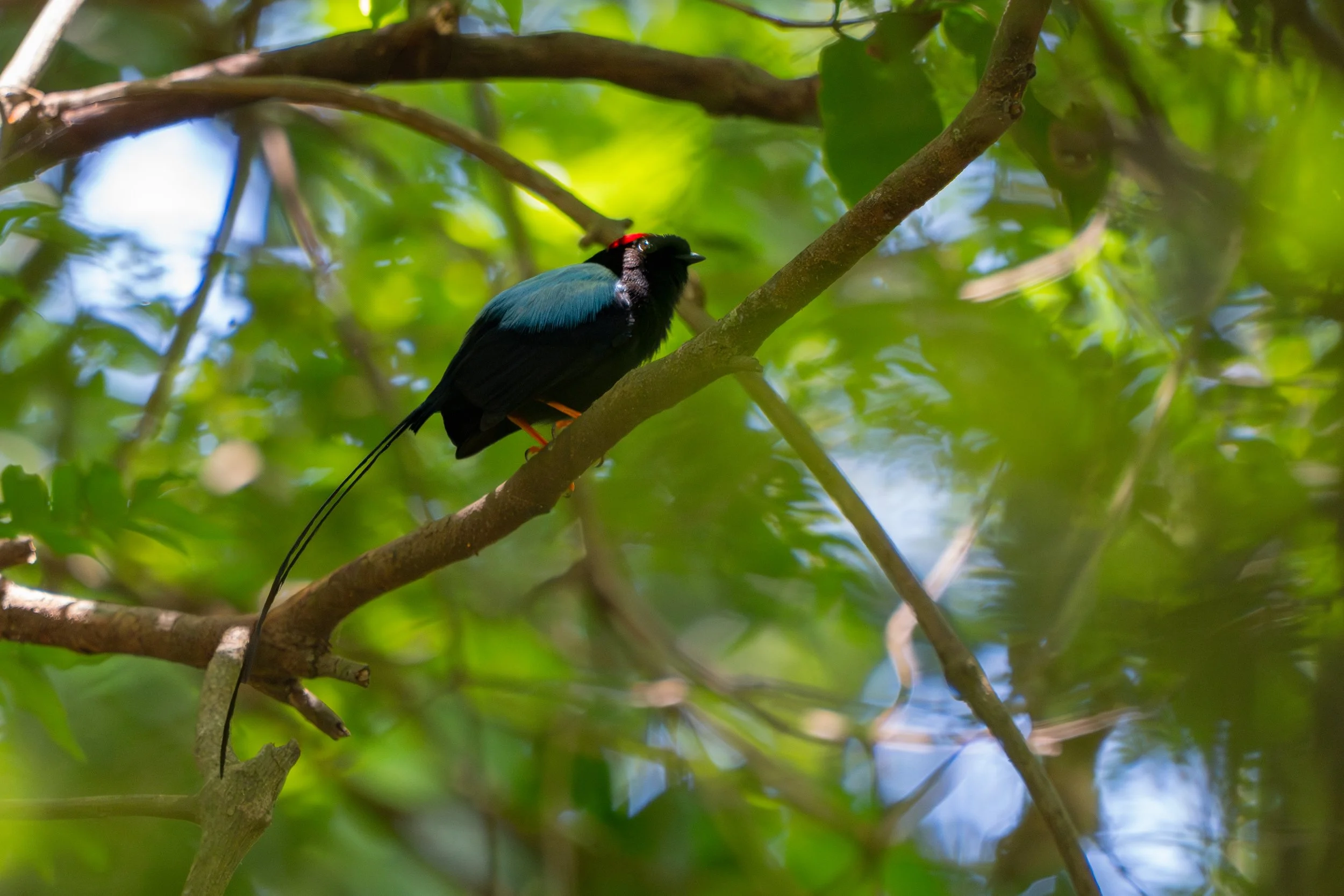 Der Langschwanzpipra ist ein kleiner, farbenprächtiger Vogel tropischer Wälder Mittelamerikas, bei dem die Männchen während der Balz auffällige Sprung- und Flugbewegungen zeigen, um Weibchen anzulocken.