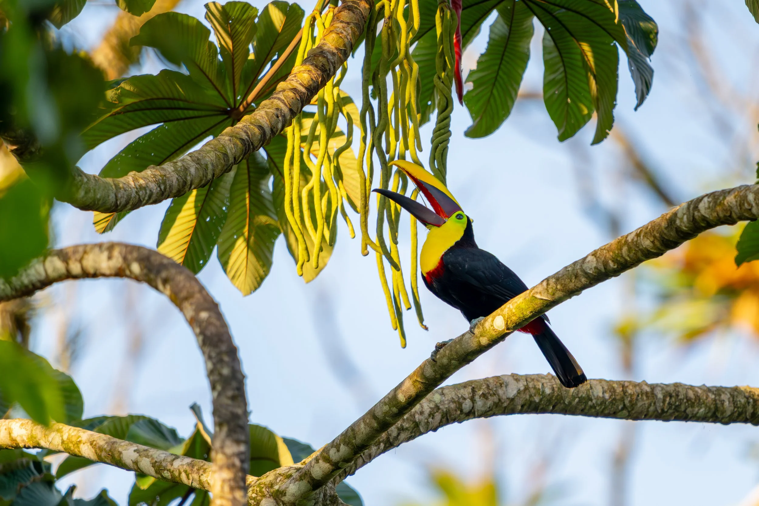 Goldkehltukane bewegen sich meist in den oberen Baumetagen tropischer Wälder und sind dort durch ihre kräftige Silhouette und ihren markanten Schnabel gut zu erkennen.