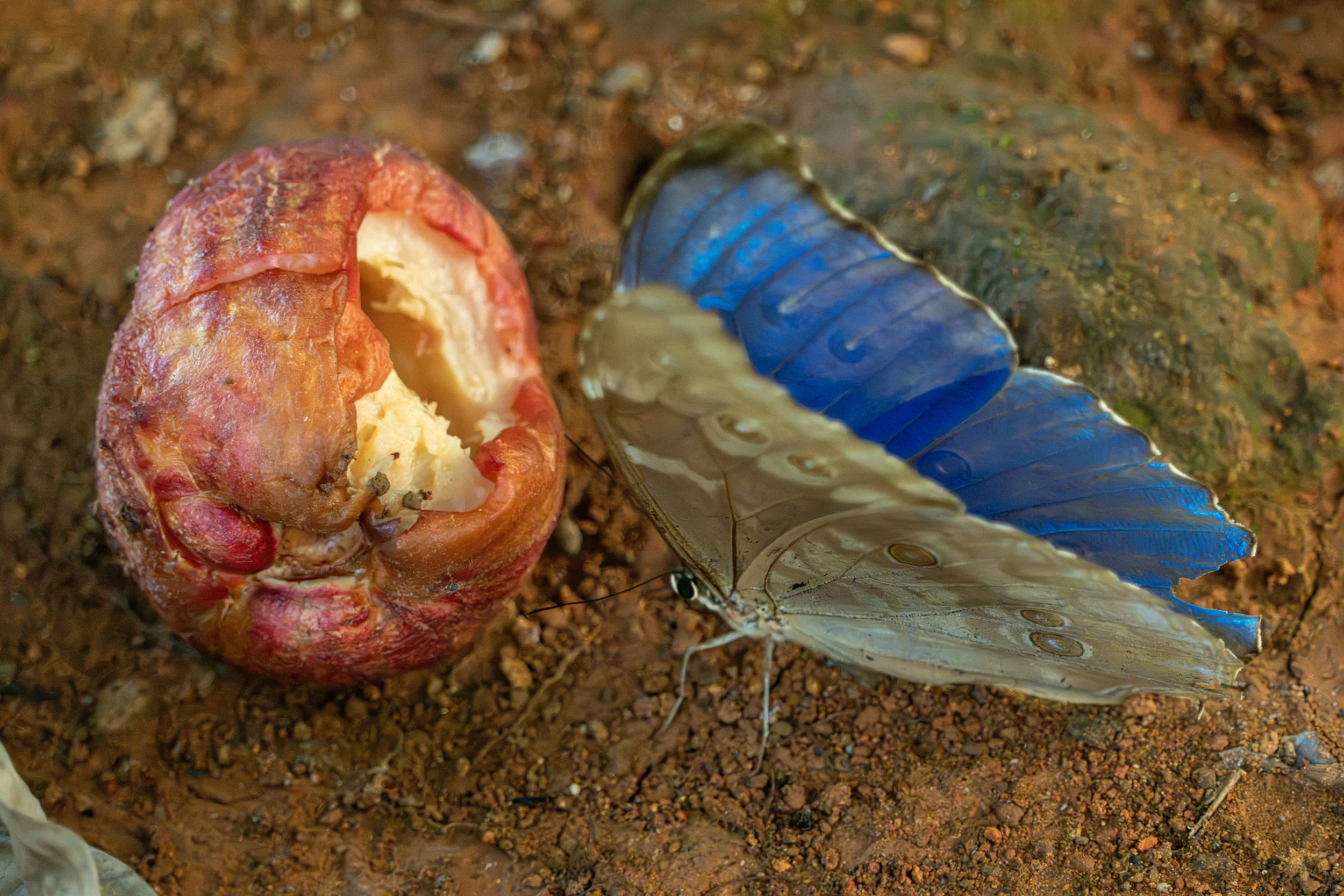 Der Blaue Morphofalter nimmt Mineralien aus feuchtem Boden und sogar aus fermentierenden Früchten auf, um wichtige Nährstoffe wie Natrium zu gewinnen.