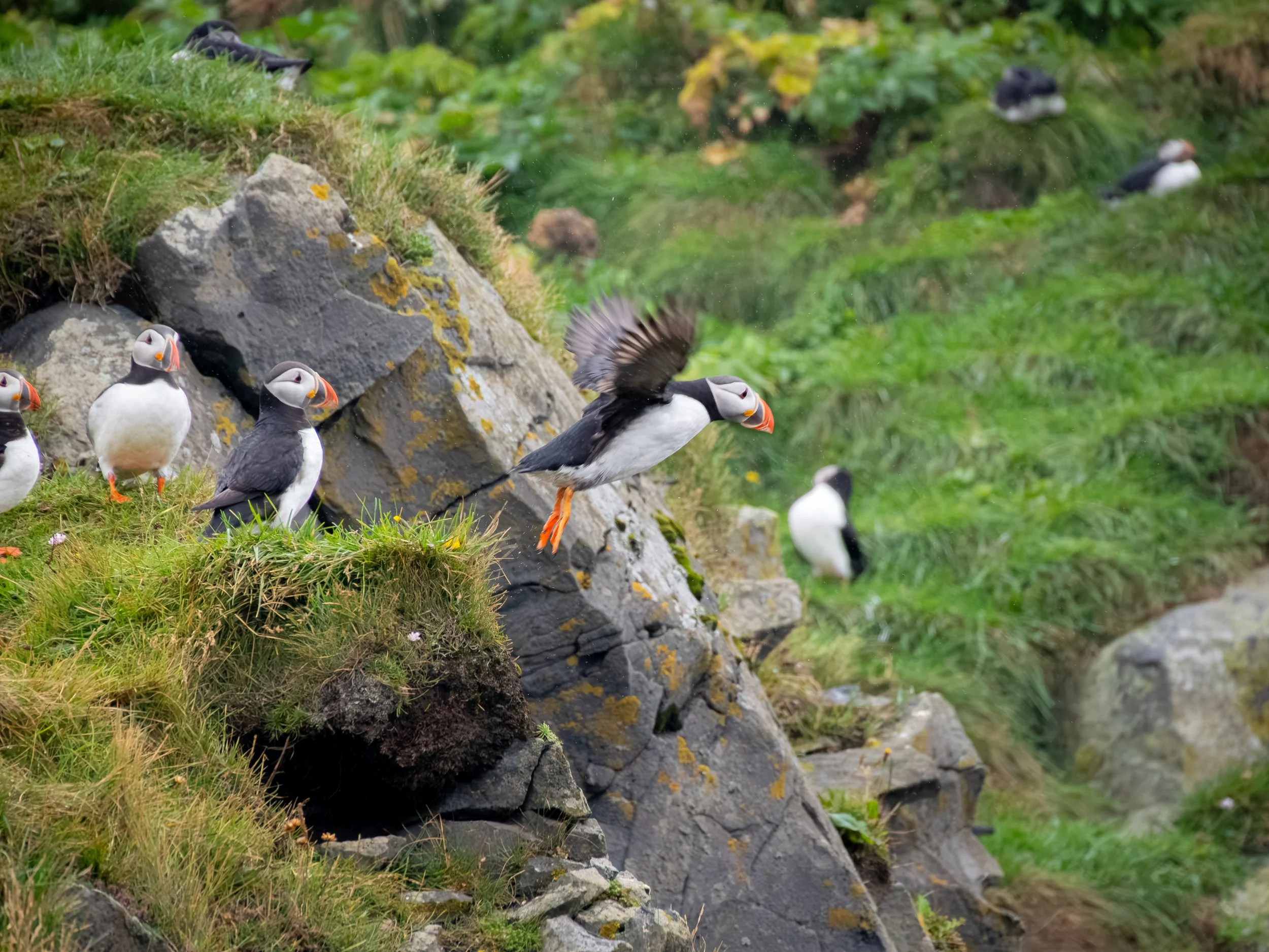 Er ist nicht unbedingt für seine Flugkünste bekannt, da er den Großteil seines Lebens auf dem offenem Meer verbringt.