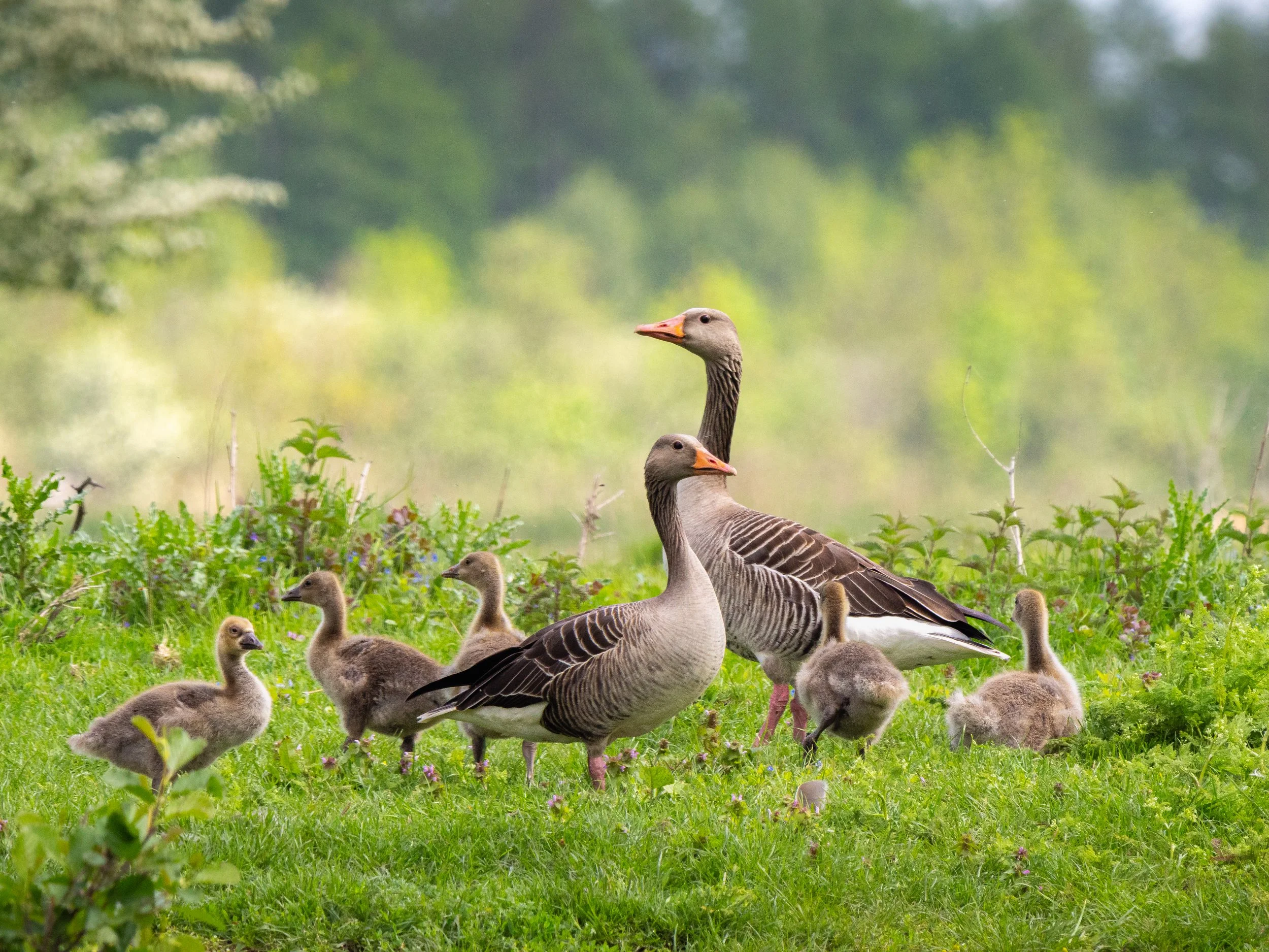 _OM12121_20260509_11_33_03.JPG