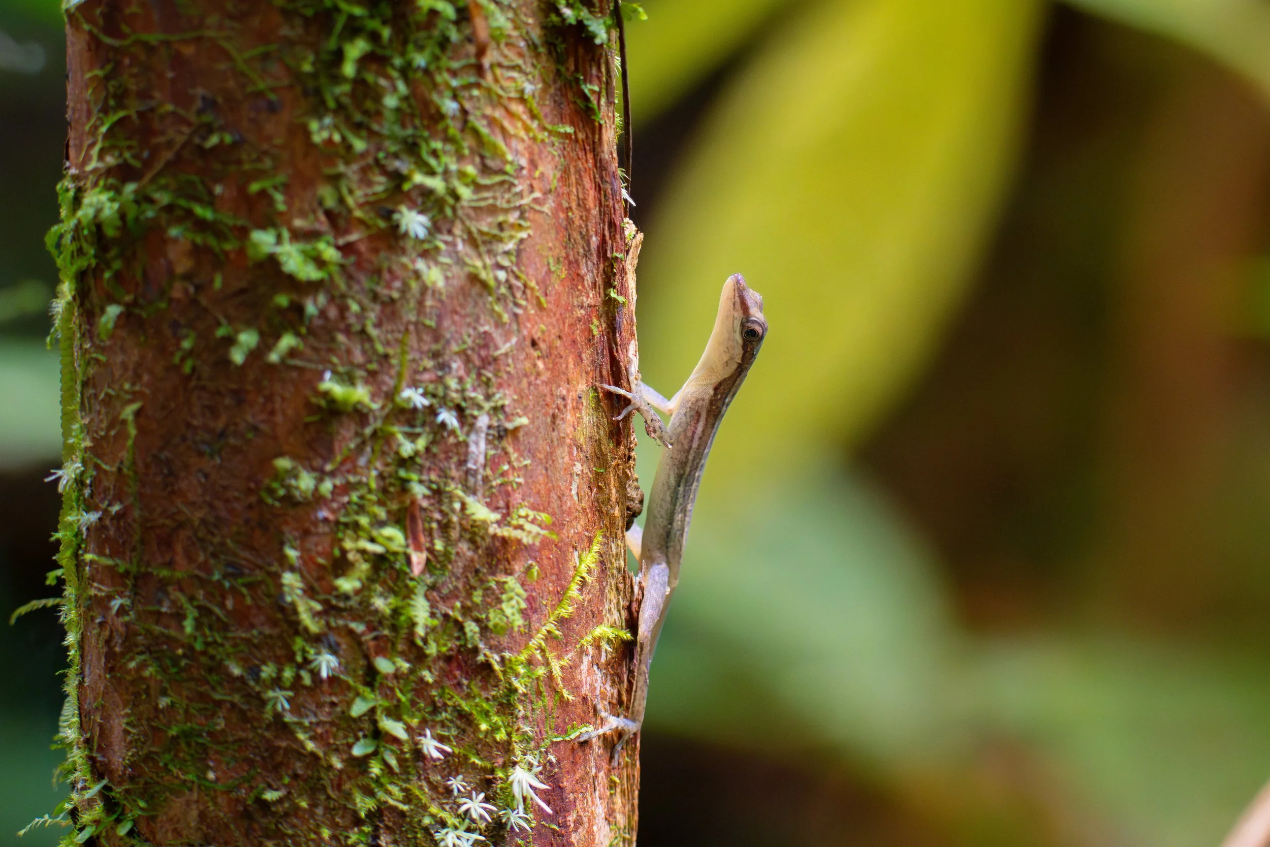Der Schlankanolis ist eine kleine, baumbewohnende Echse, die durch ihre schlanke Körperform gut an das Leben auf dünnen Ästen und in dichter Vegetation angepasst ist.