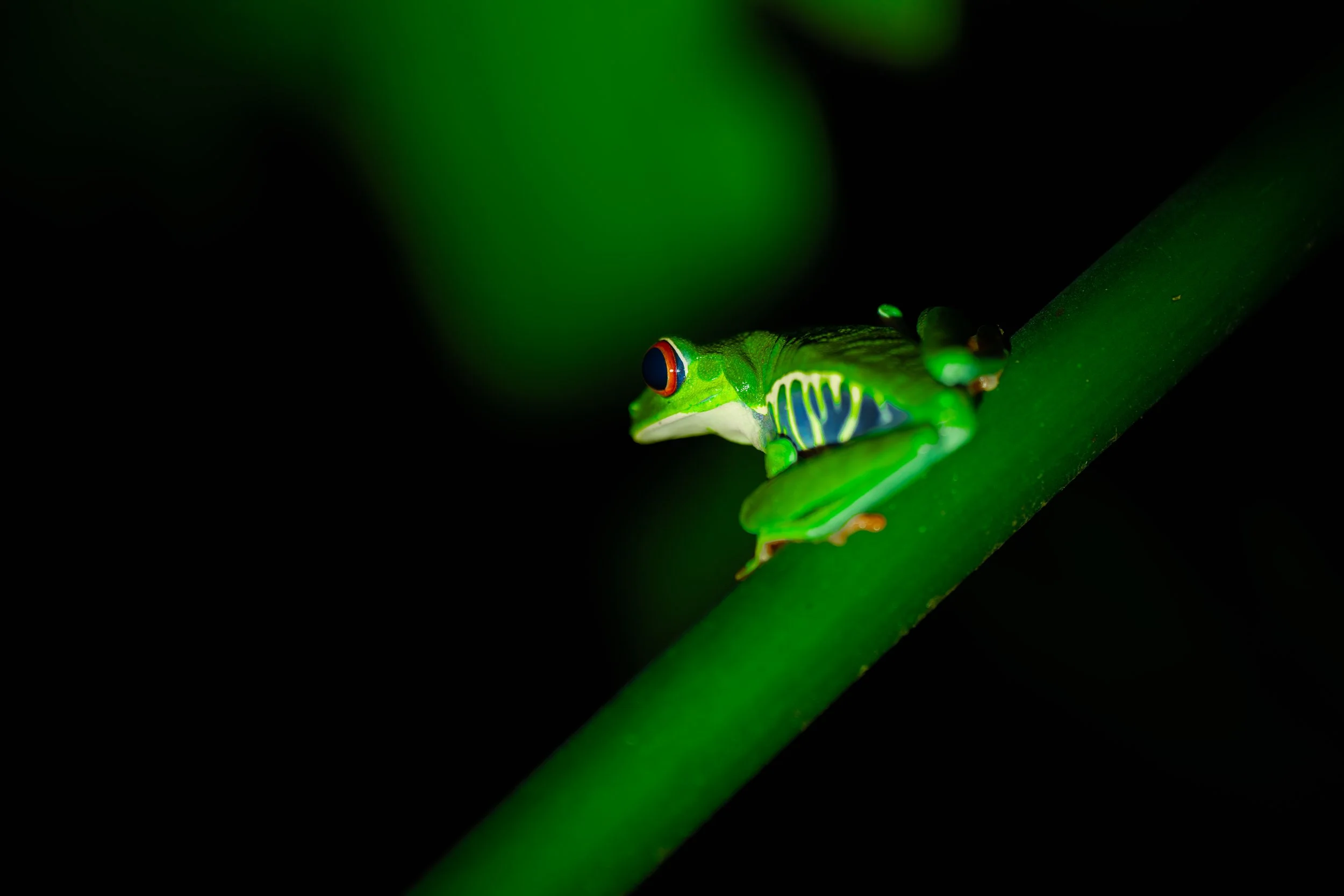 _7R54370-2.jpg