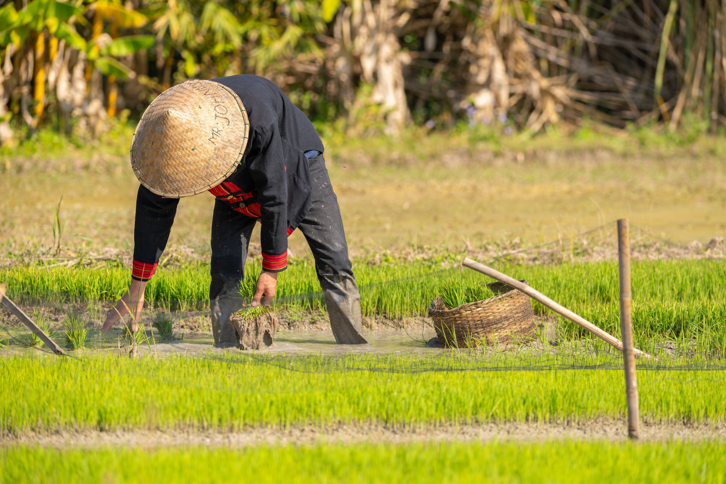 Wasser spielt eine zentrale Rolle, da die jungen Reispflanzen in gefluteten Feldern wachsen.