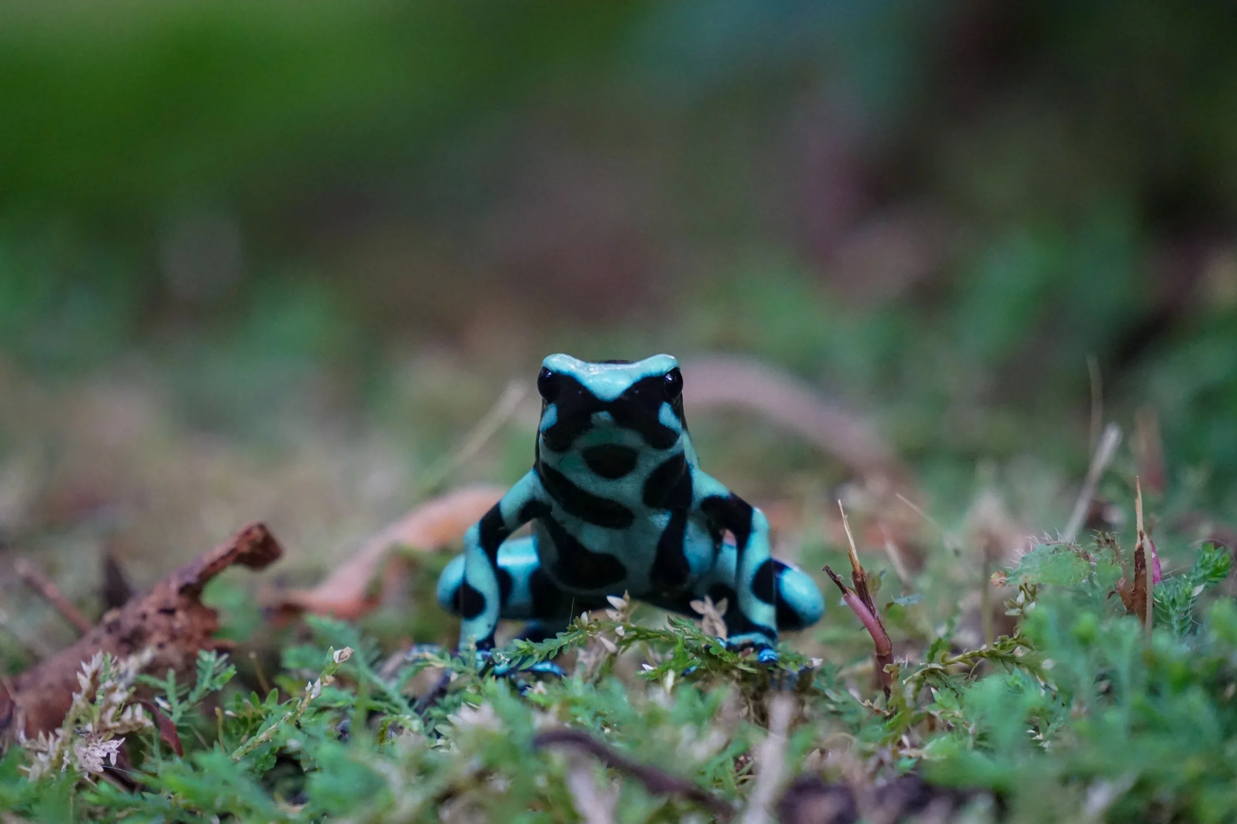 Der Goldbaumsteiger (Dendrobates auratus) ist ein auffällig gefärbter Pfeilgiftfrosch, der in den feuchten Regenwäldern Costa Ricas lebt und seine Haut durch Nahrung sekundär giftig macht, wobei er vor allem kleine Insekten jagt.