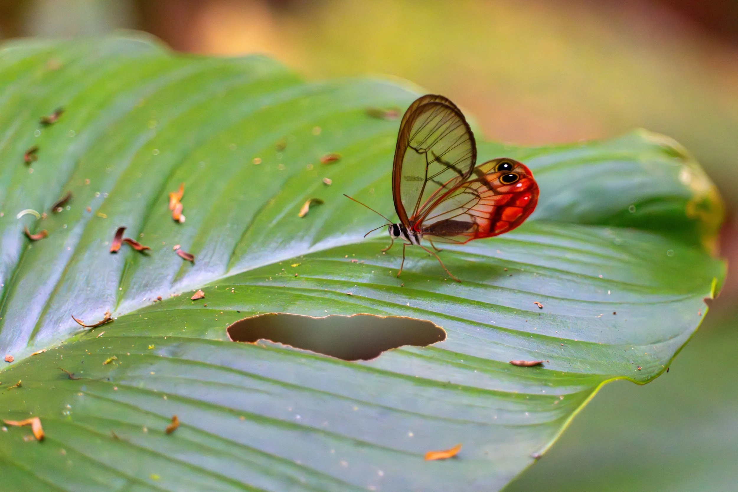 Der Glasflügelschmetterling besitzt teilweise durchsichtige Flügelbereiche, die durch fehlende Farbschuppen entstehen und ihm zwischen Licht und Schatten eine gute Tarnung verleihen.