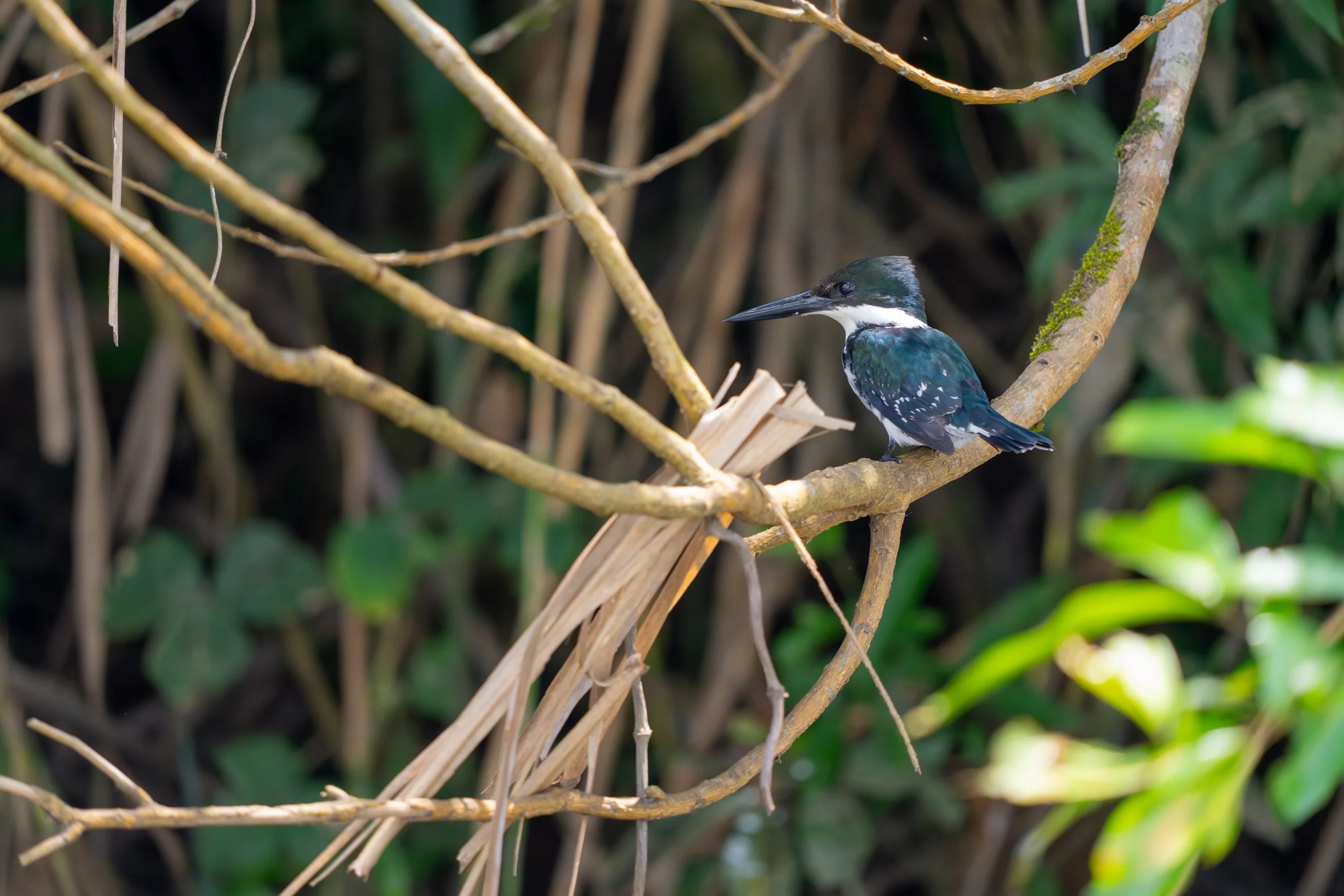 Der Amazonasfischer ist ein Eisvogel, der sich auf das Jagen von Fischen spezialisiert hat und seine Beute mit schnellen Sturzflügen direkt aus dem Wasser greift.