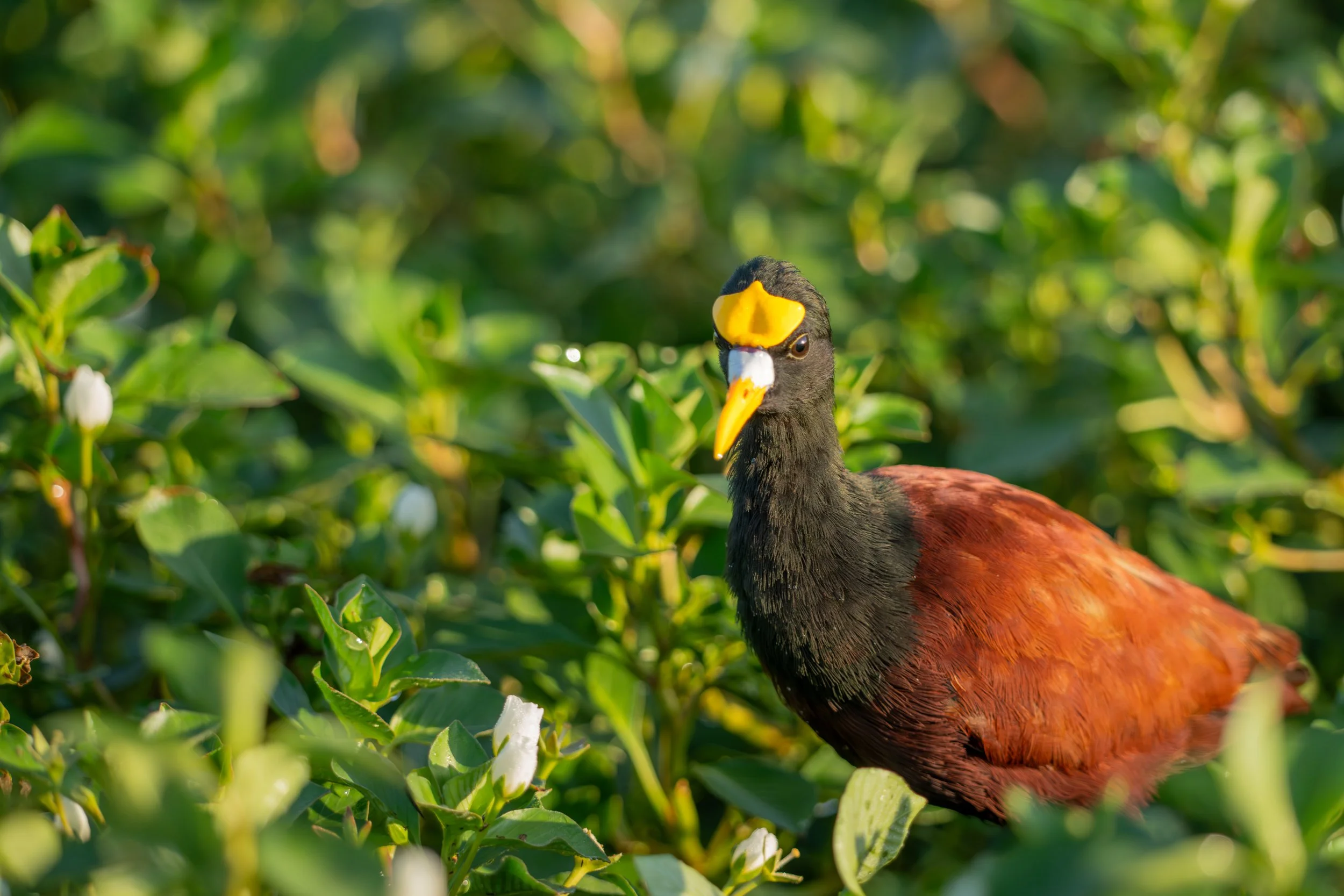 Das Gelbstirn-Blatthühnchen ist ein kleiner Wasservogel mit markanter gelber Stirn, der auf schwimmender Vegetation über ruhigen Gewässern läuft und dort nach Insekten und kleinen Wasserorganismen sucht.