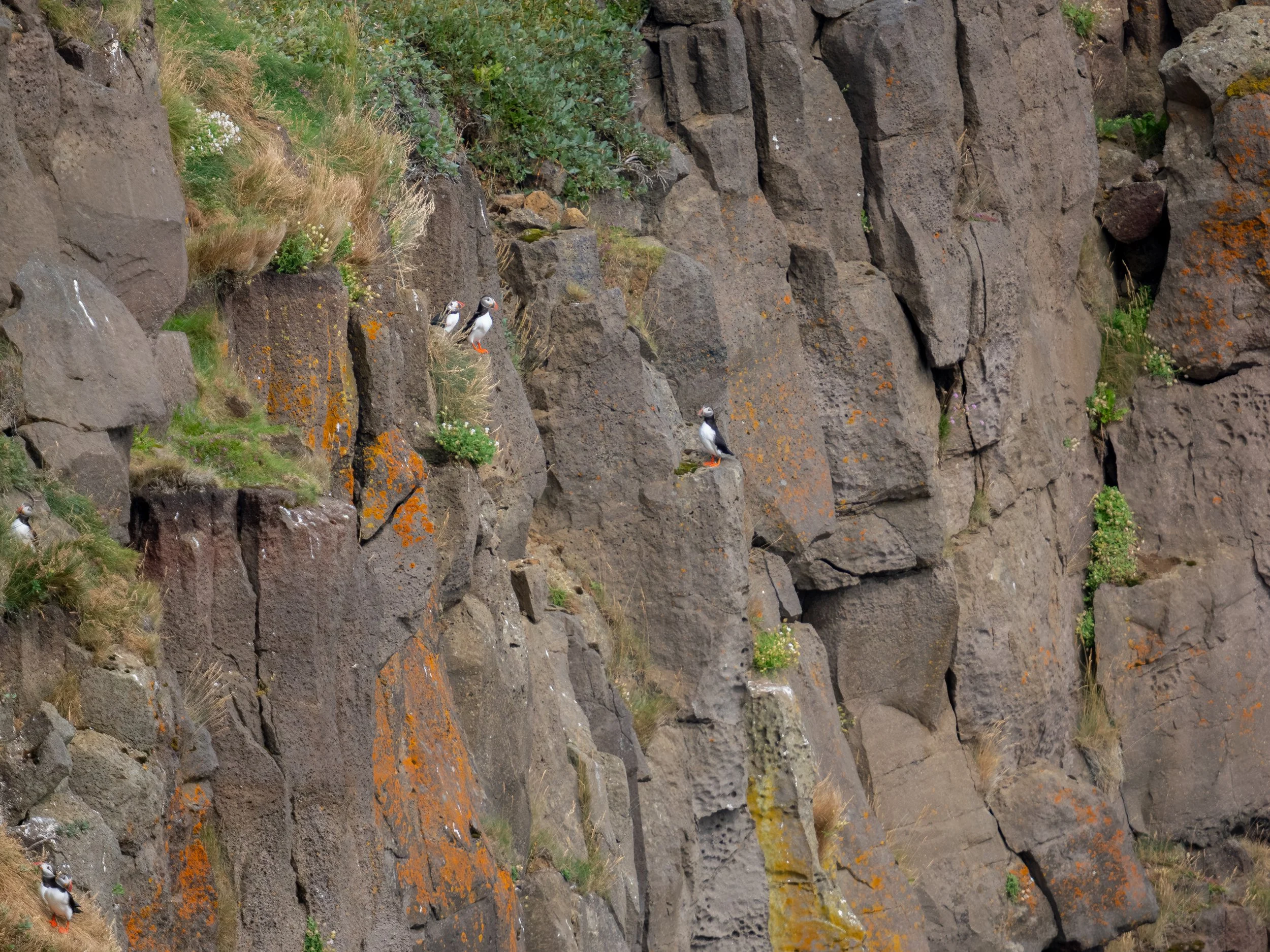 Papageientaucher sammeln sich im Sommer an steilen Felswänden, ...