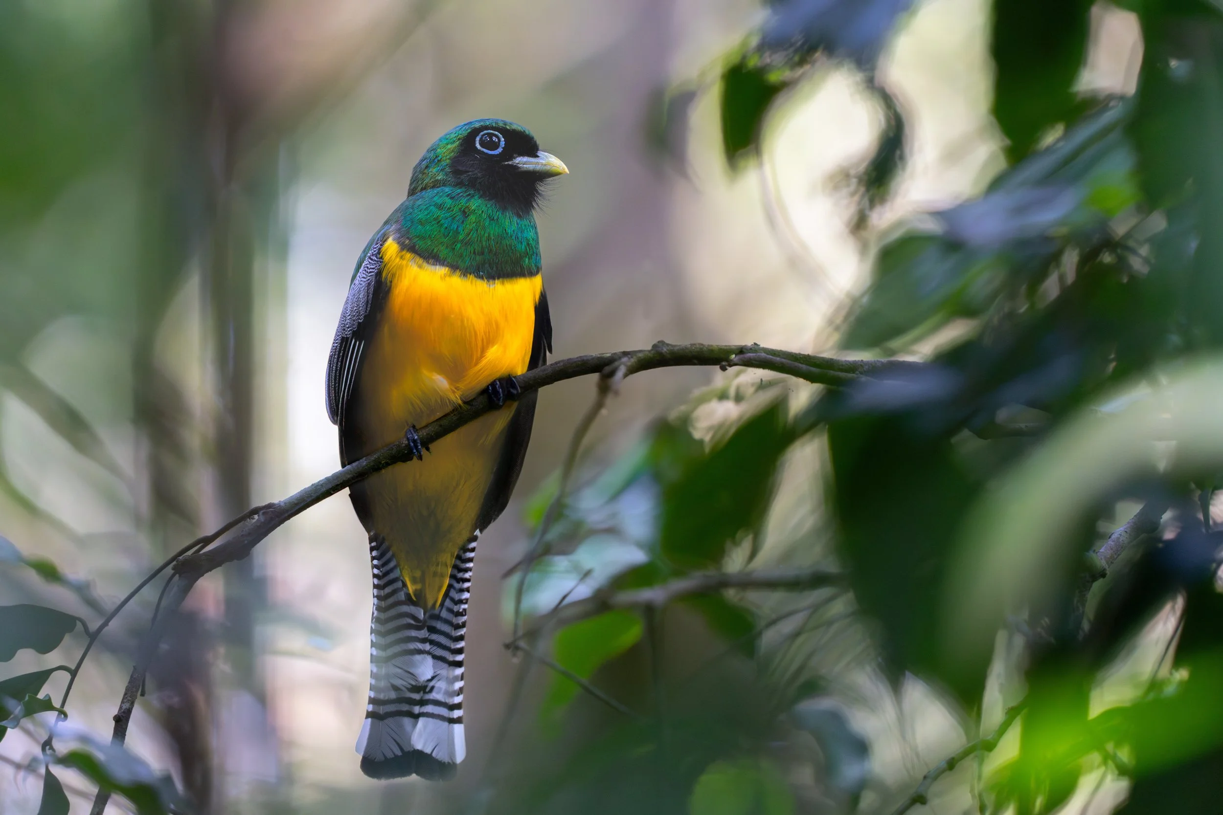 Der männliche Schwarzkehltrogon zeigt ein leuchtend grün-gelbes Gefieder mit dunkler Kehle und wirkt im Wald durch seine kräftigen Farben besonders auffällig. Er sitzt meist ruhig auf Ästen und bleibt dabei oft lange an derselben Stelle.