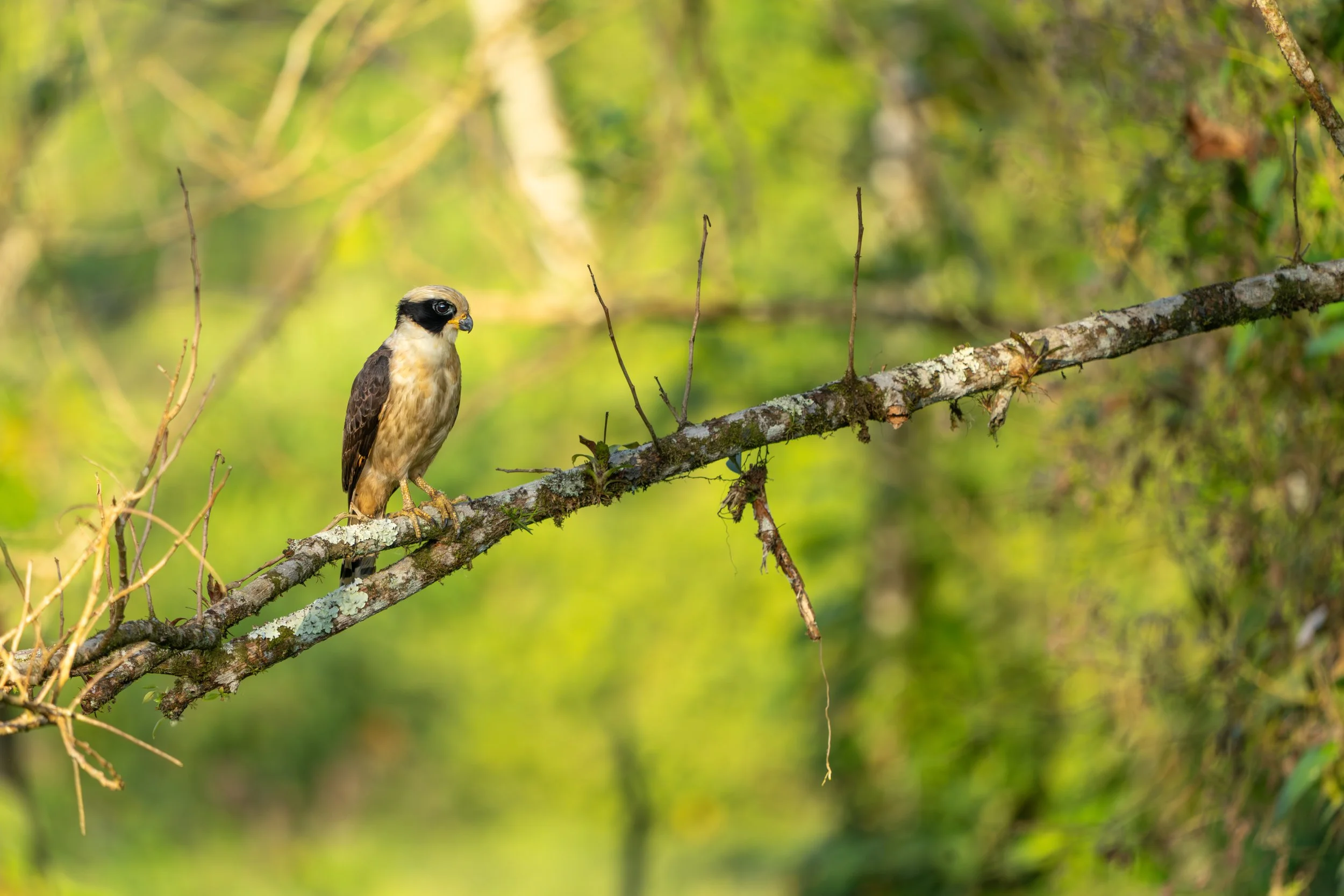 Der Lachfalke ist ein spezialisierter Greifvogel, der sich überwiegend von Schlangen ernährt und diese oft gezielt am Kopf packt. Seinen Namen verdankt er seinem lauten, charakteristischen Ruf, der wie ein Lachen durch den Wald klingt.