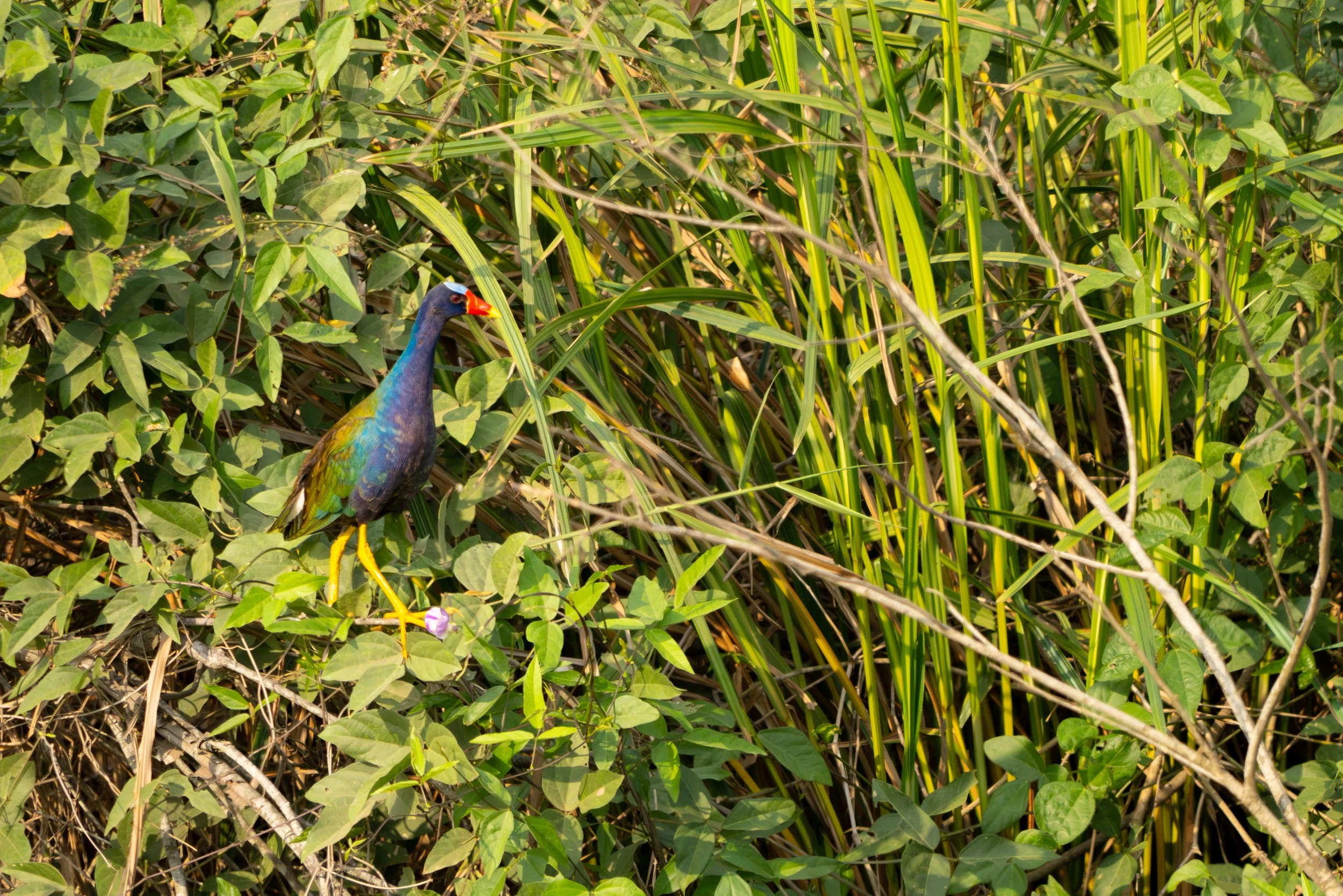 Das Zwergsultanshuhn ist ein kleiner, farbenfroher Wasservogel, der in dichten Schilf- und Sumpfgebieten lebt und sich geschickt durch die Vegetation bewegt. Es ist scheu und wird oft nur kurz zwischen den Pflanzen oder auf offenen Wasserflächen sich