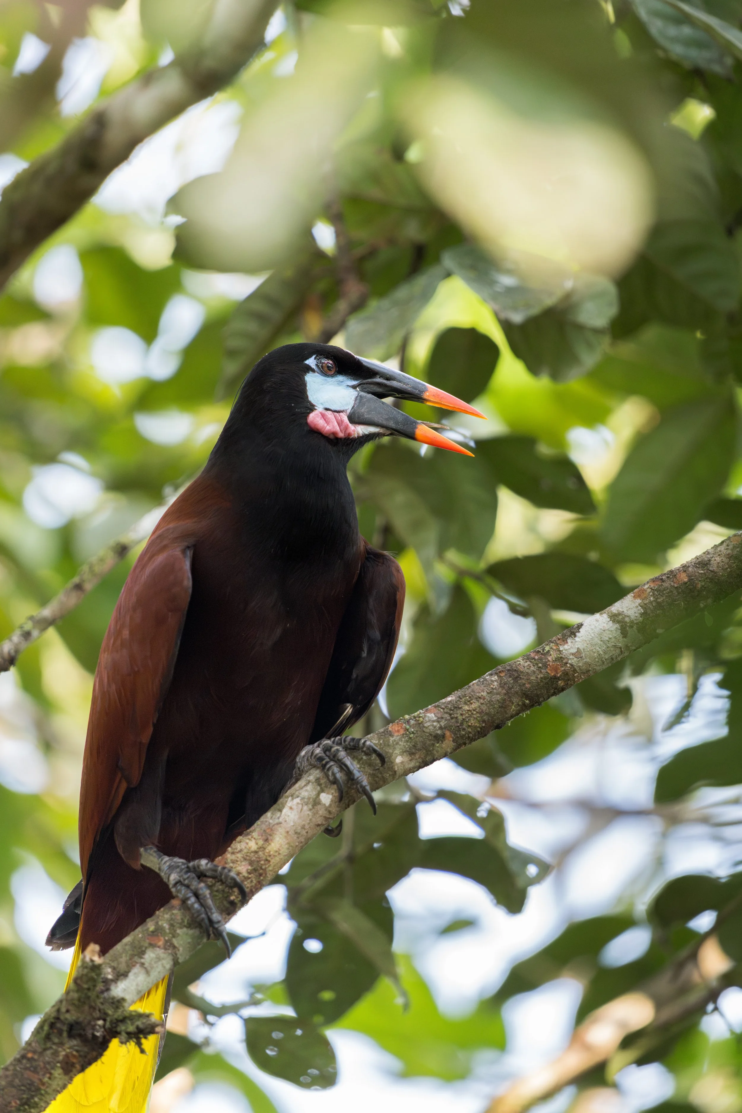 Die Montezuma-Oropendola baut meterlang hängende Nester, die oft in großen Kolonien an einzelnen Bäumen zusammengefasst sind.