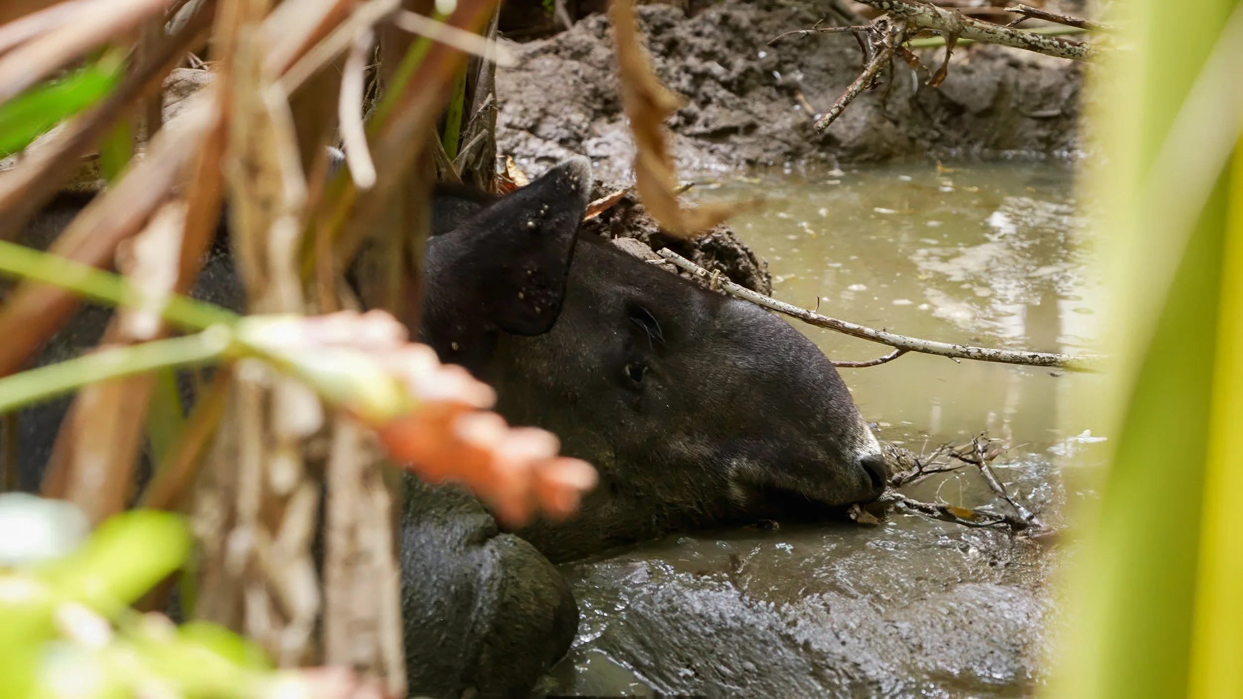 Der Mittelamerikanische Tapir ist das größte Landsäugetier Costa Ricas und spielt im Corcovado-Nationalpark eine wichtige Rolle als Samenverbreiter im Regenwald-Ökosystem.
