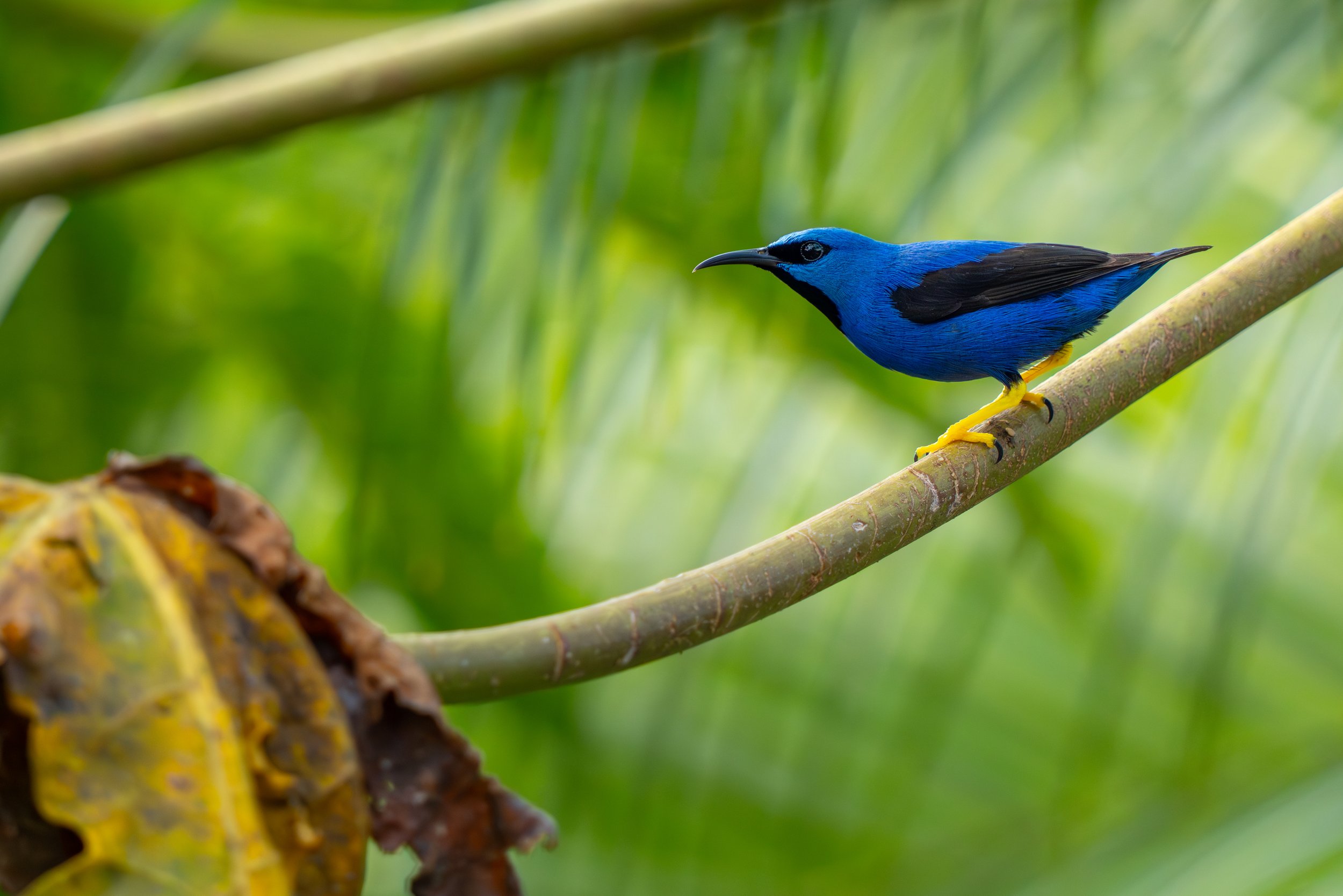 Das Männchen des Azurnaschvogels fällt durch seine intensiv blau-violette Färbung auf, die im Licht metallisch schimmern kann.