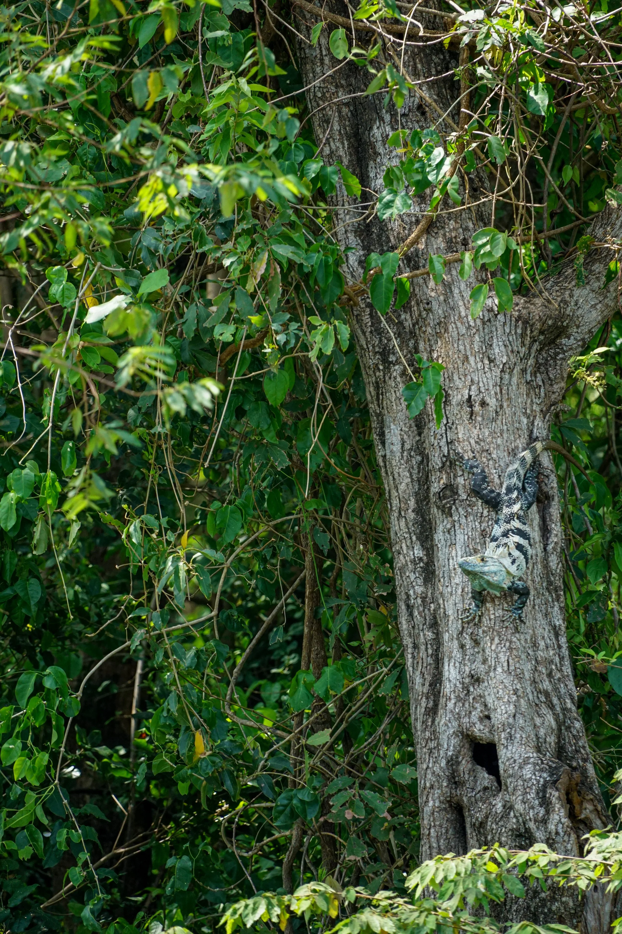 Im Gegensatz zum Grünen Leguan lebt der Schwarze Leguan häufiger in trockeneren und offeneren Lebensräumen wie Felsgebieten oder Trockenwald.